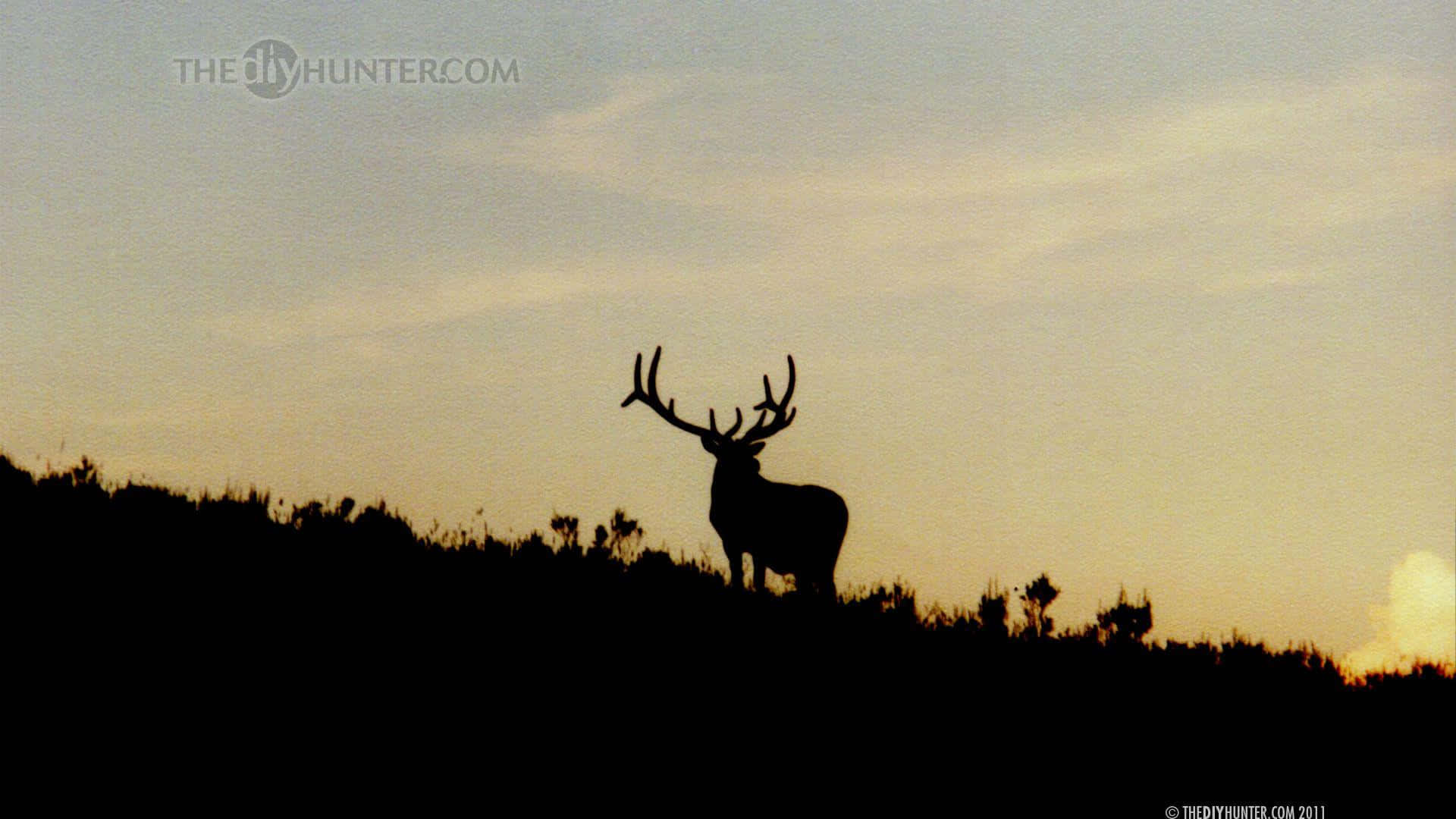 A Deer Standing On A Hill At Sunset Background