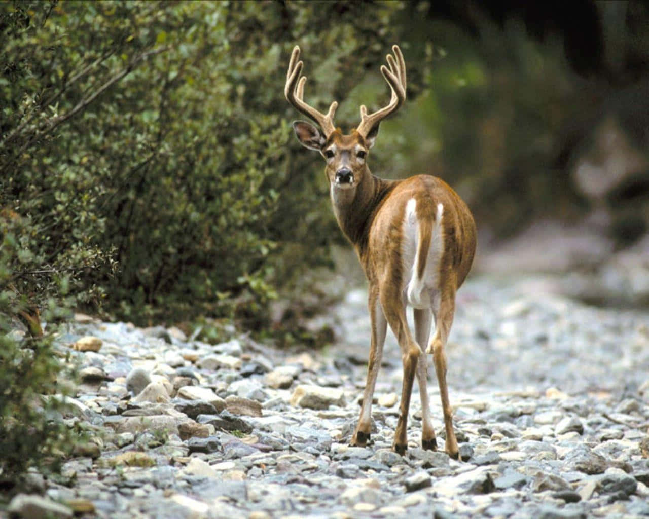 A Deer Standing On A Rocky Path Near Bushes Background