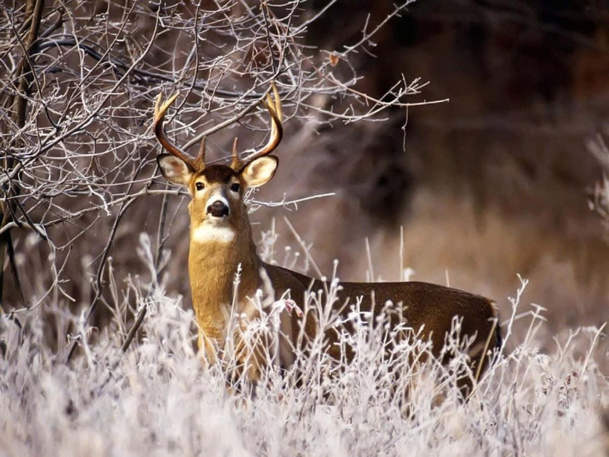 A Deer Stands In A Field With Frosty Grass Background