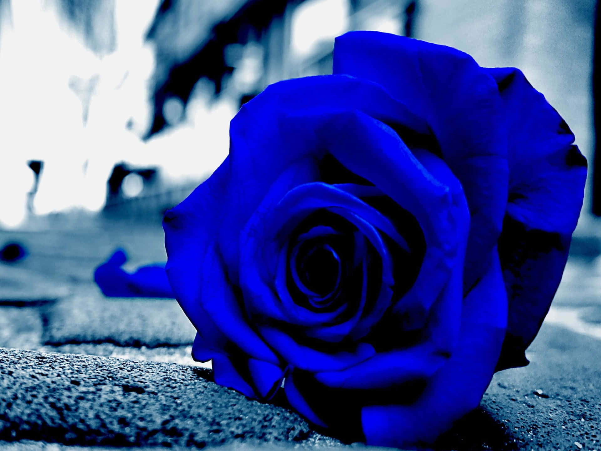 A Delicate And Beautiful Blue Rose Background