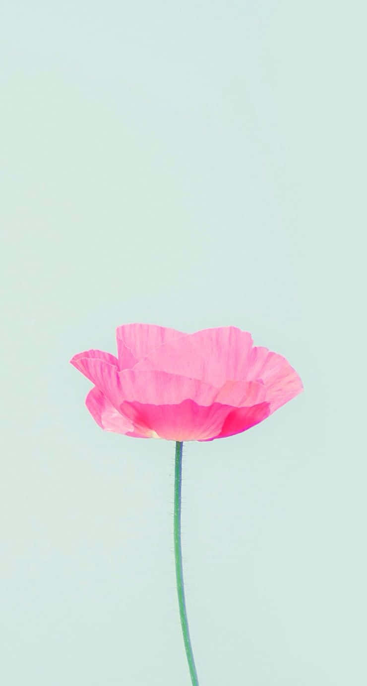 “a Delicate And Beautiful Flower Blooming In Its Natural Environment.” Background