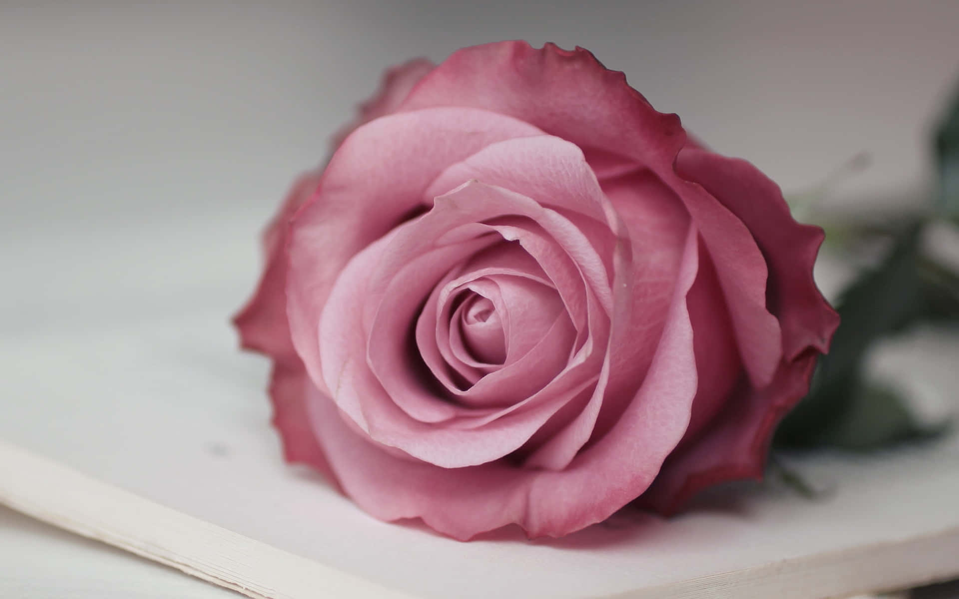 A Delicate And Sweet Rose Background