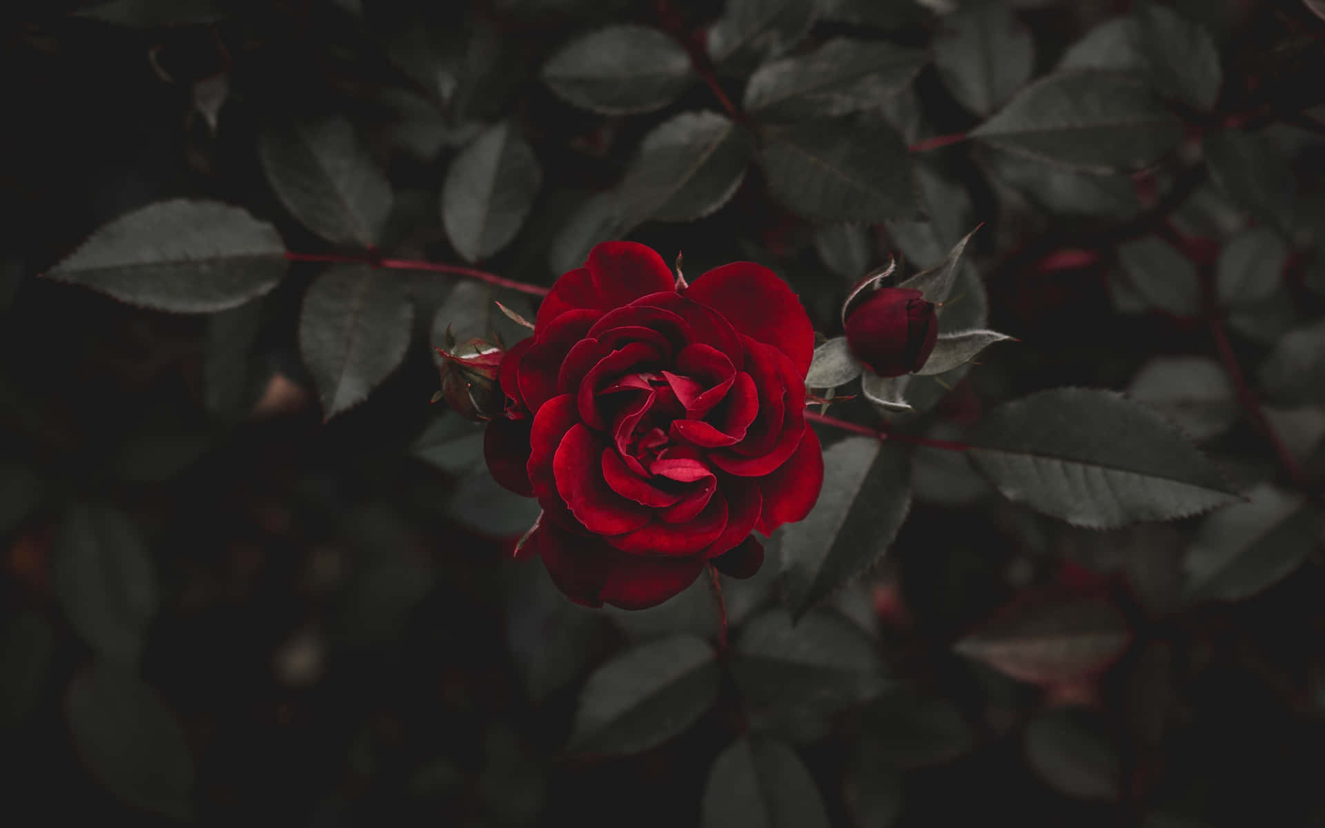 A Delicate Beauty Of A Cool Rose Background