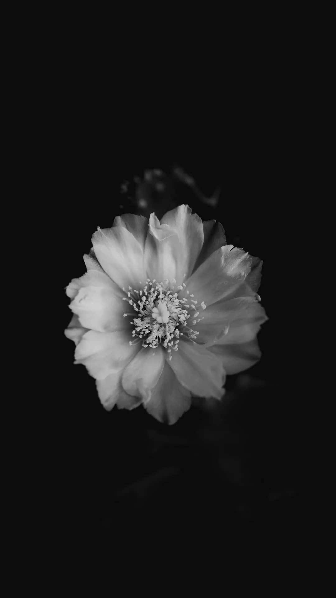 A Delicate Flower In Black And White