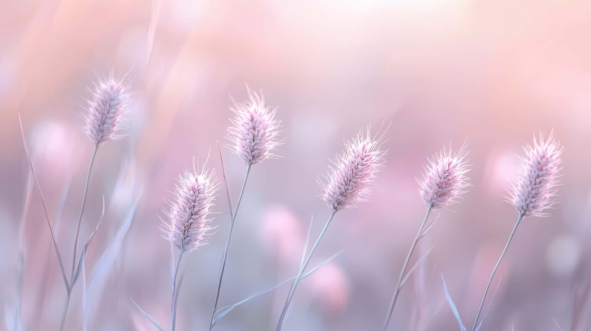 Wheat Backgrounds