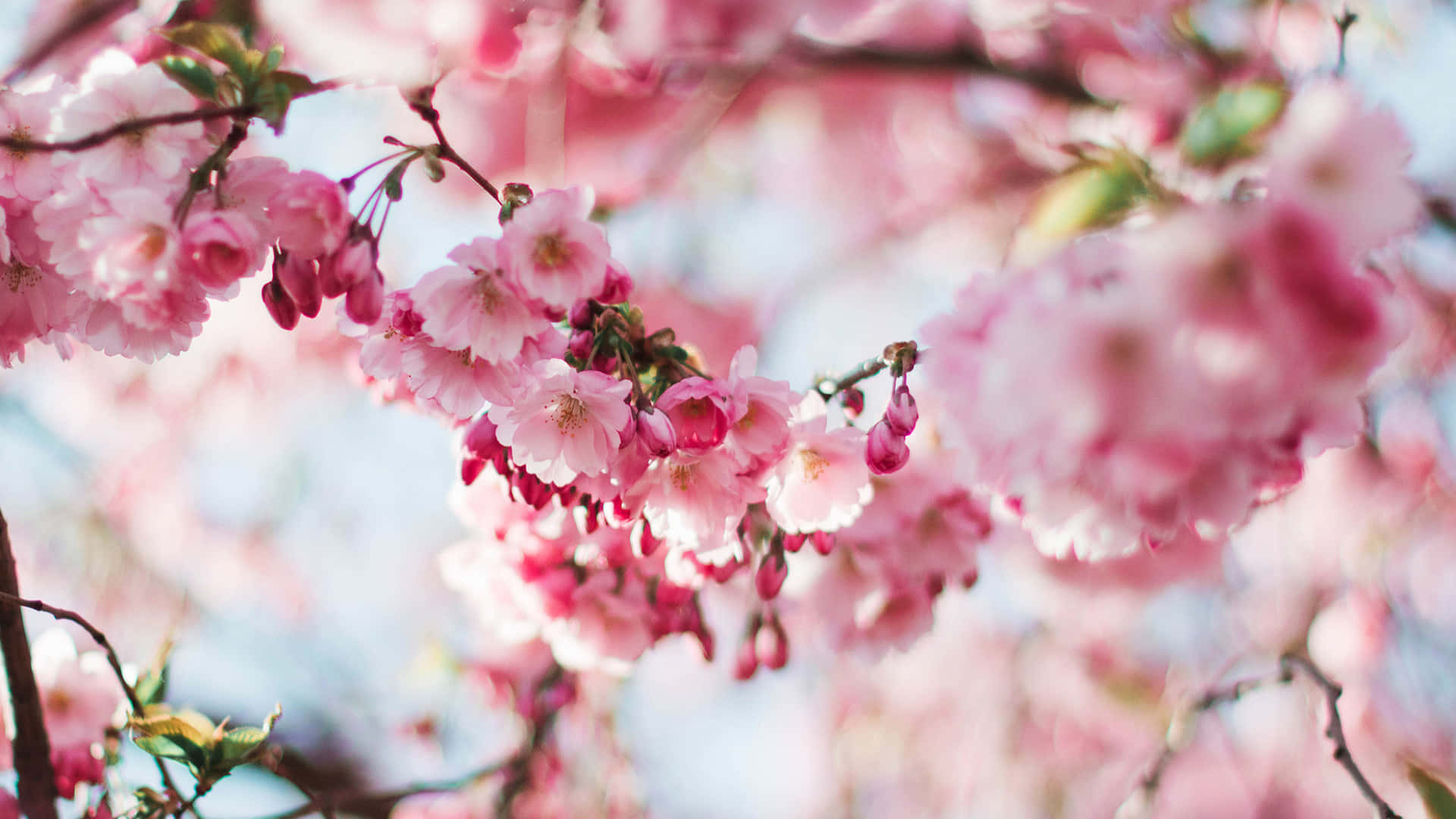 A Delicate Pink Cherry Blossom Branch In Bloom Background