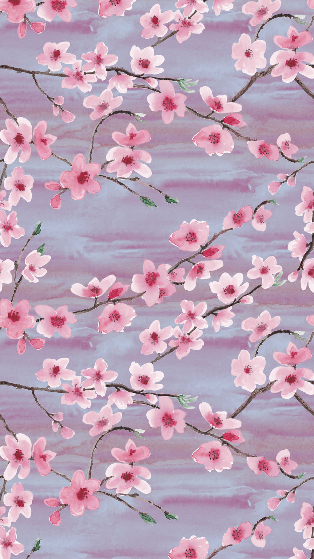 A Delicate Pink Cherry Blossom Filled With Romance. Background