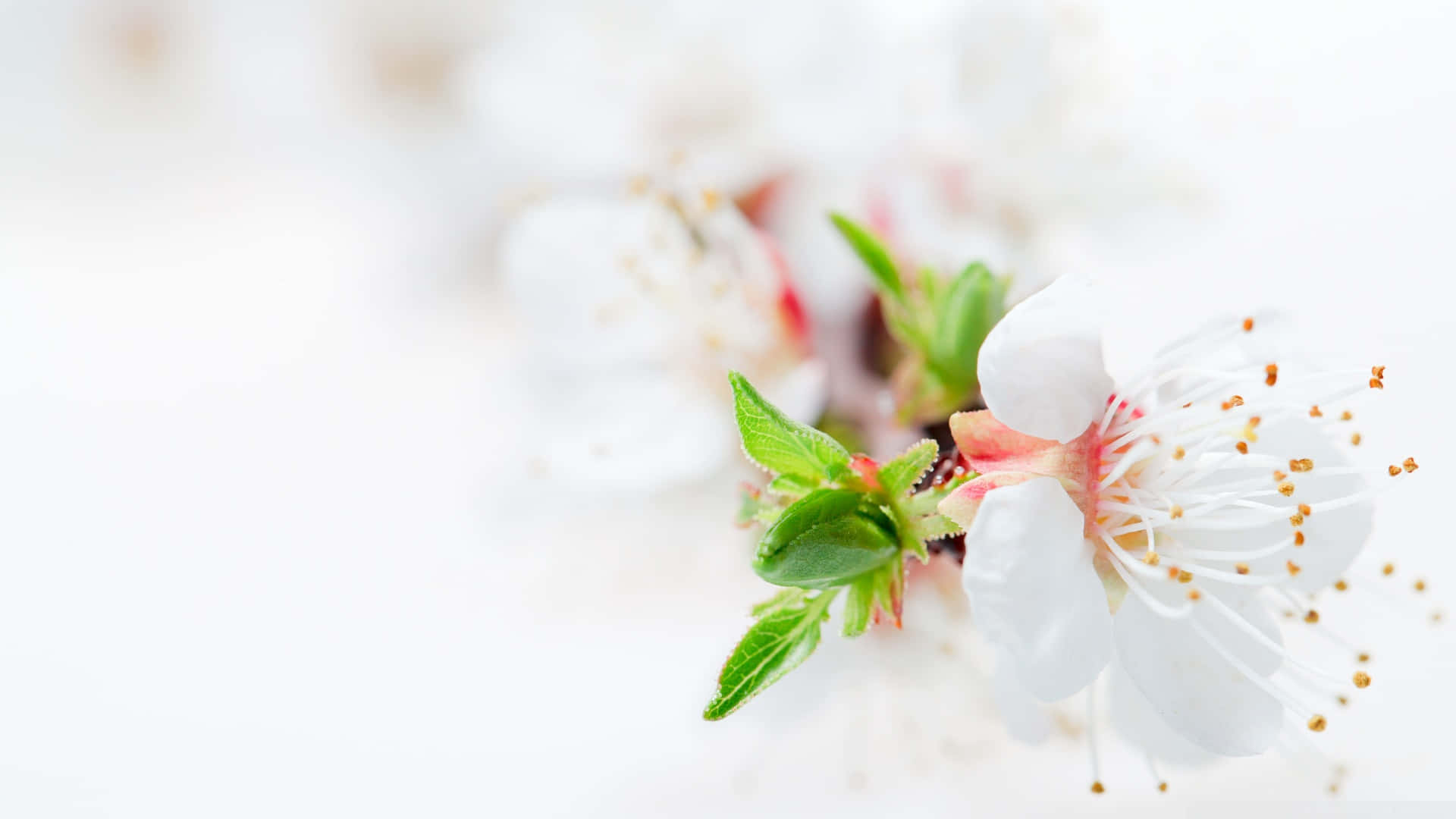 A Delicate Pink Flower Blooming In Nature Background