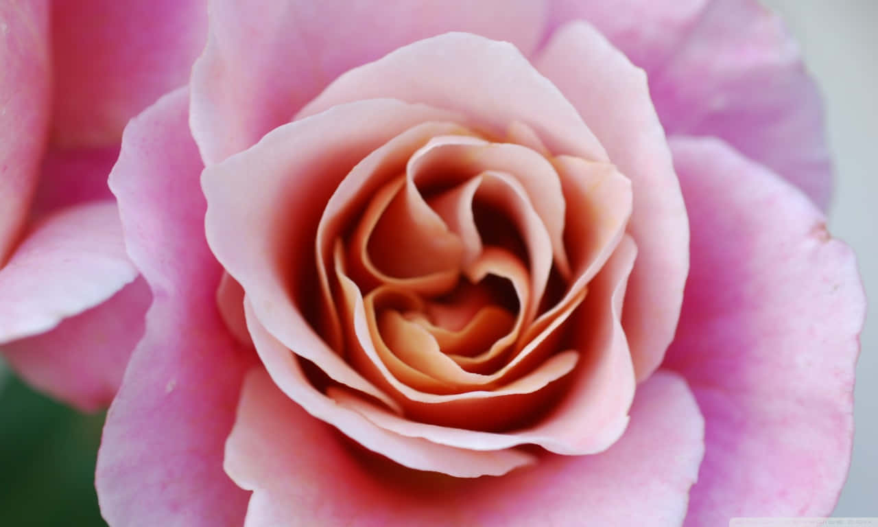 A Delicate Rose With Soft Petals Of Pink And White Background