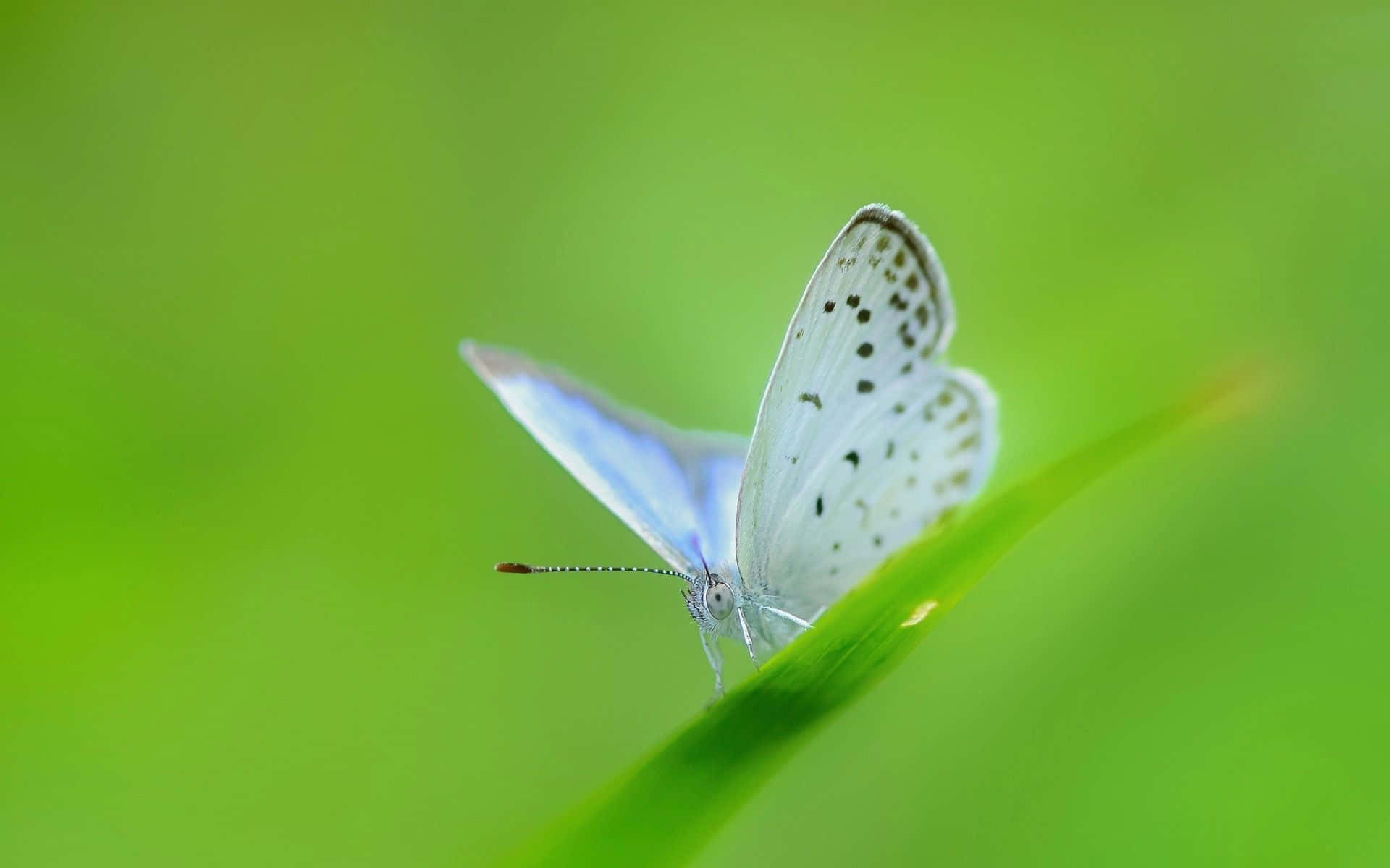 A Delicate White Butterfly Flits Amidst Floral Surroundings. Background