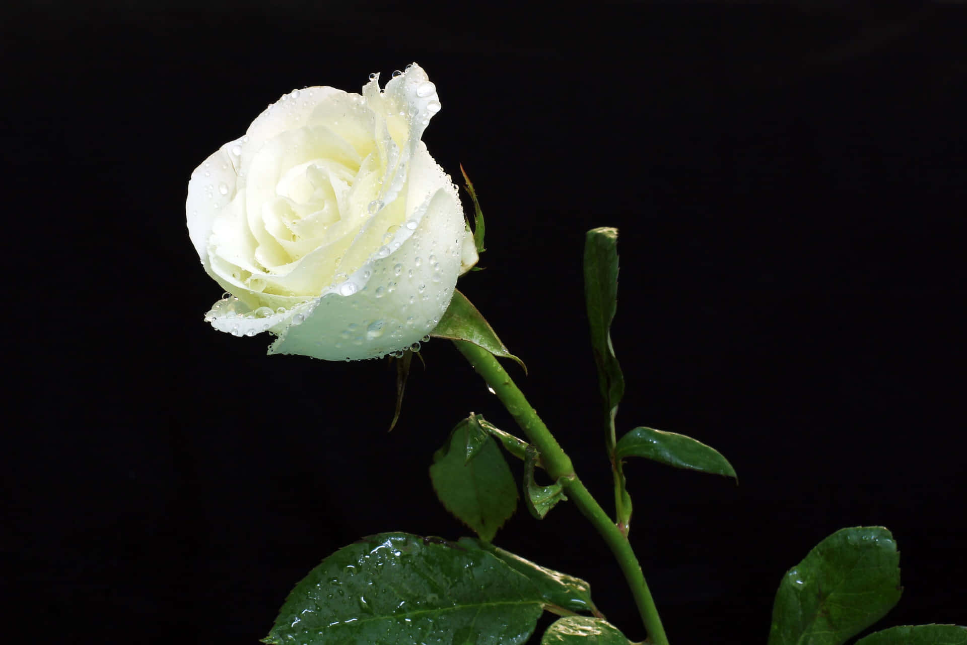 A Delicate White Rose