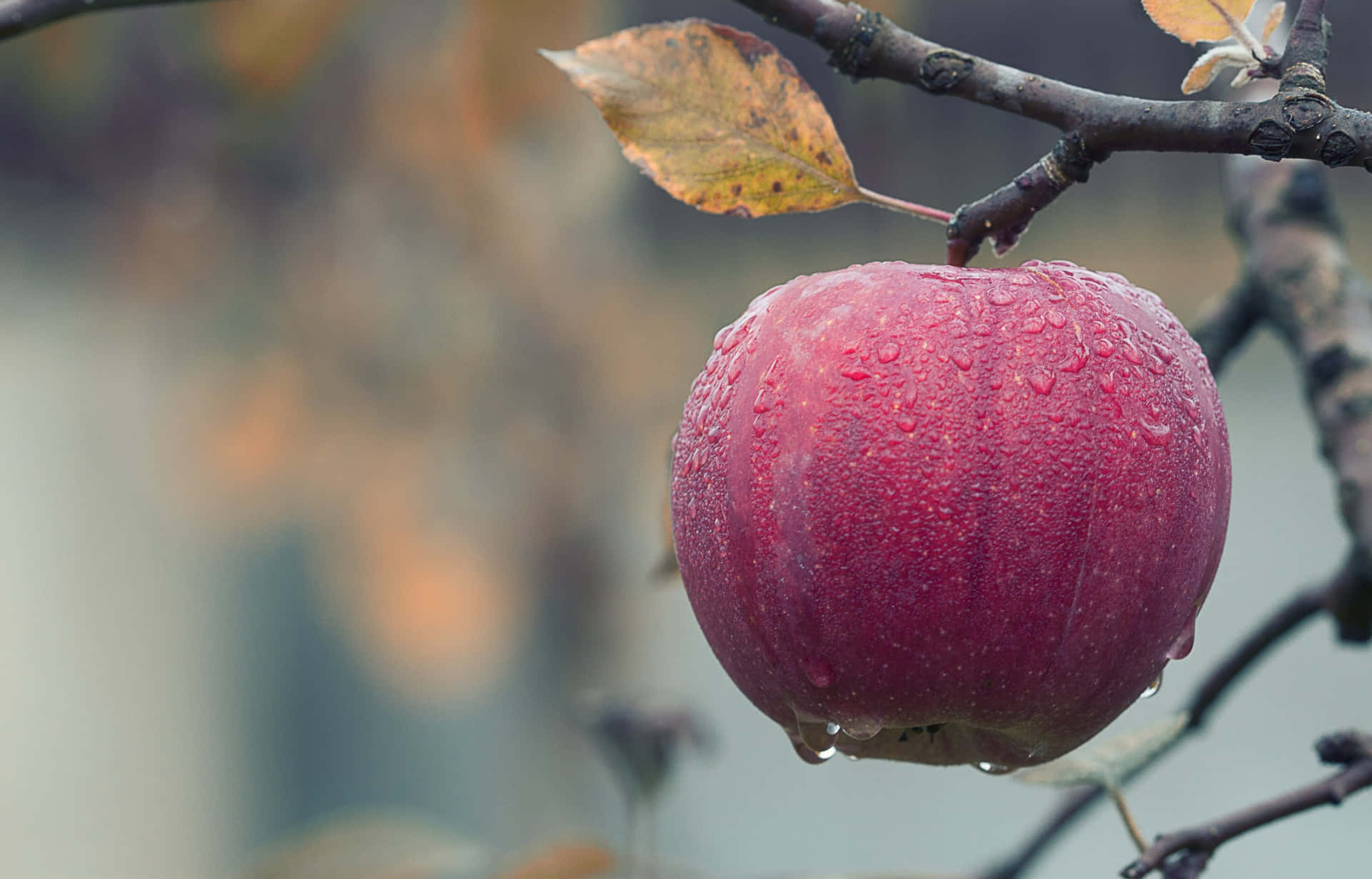 A Delicious And Juicy 4k Apple Background