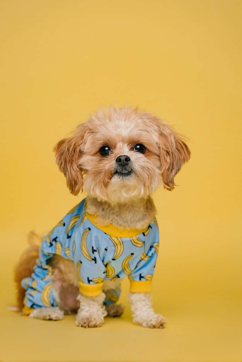 A Delightful Doggy Daydream Background