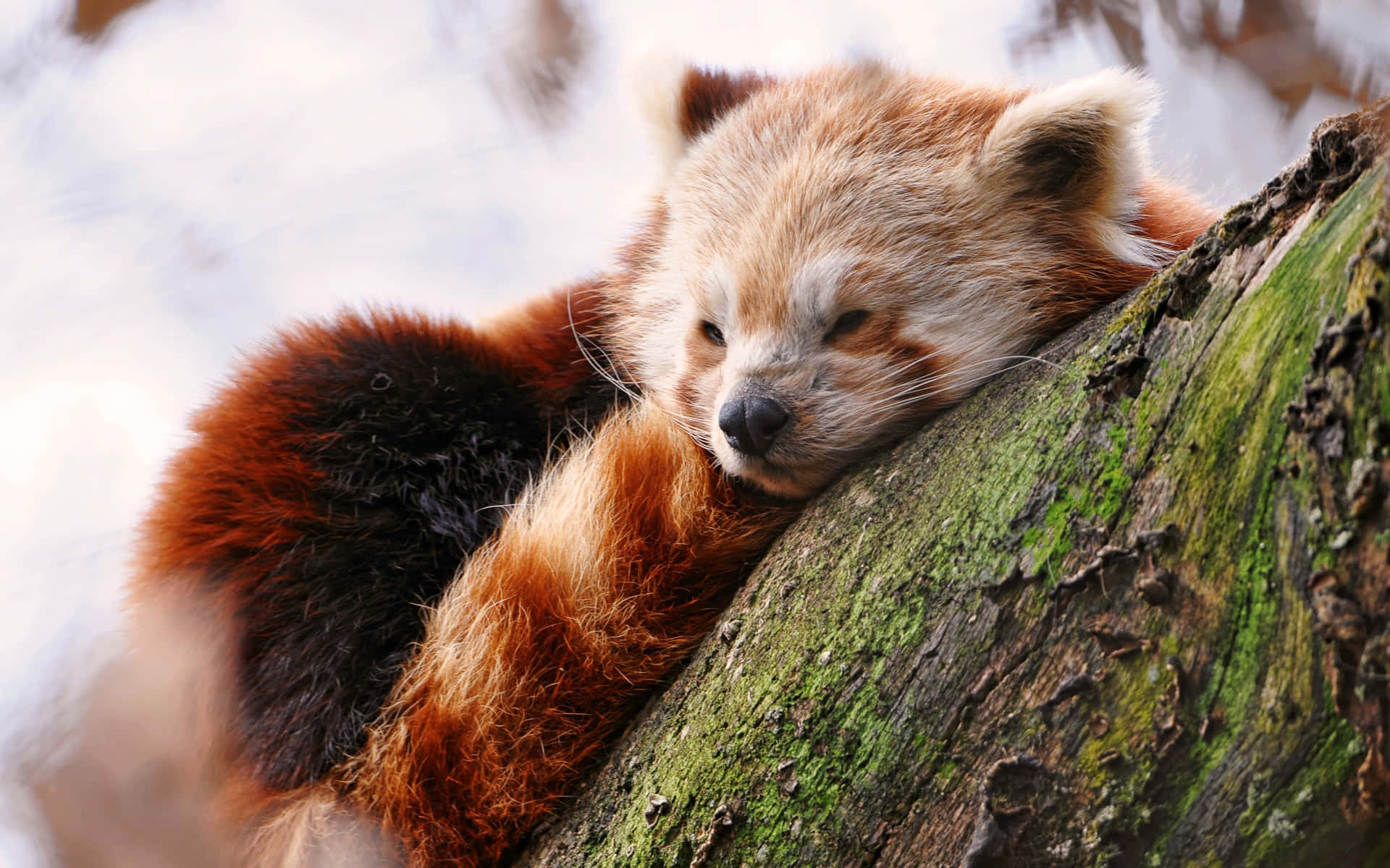 A Delightful Red Panda Taking A Nap Background