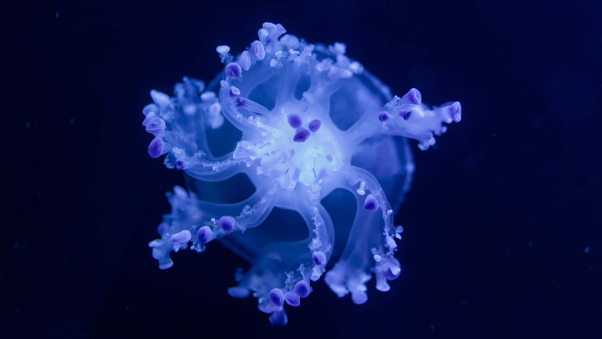 A Delightful Scene Of A 4k Jellyfish Background