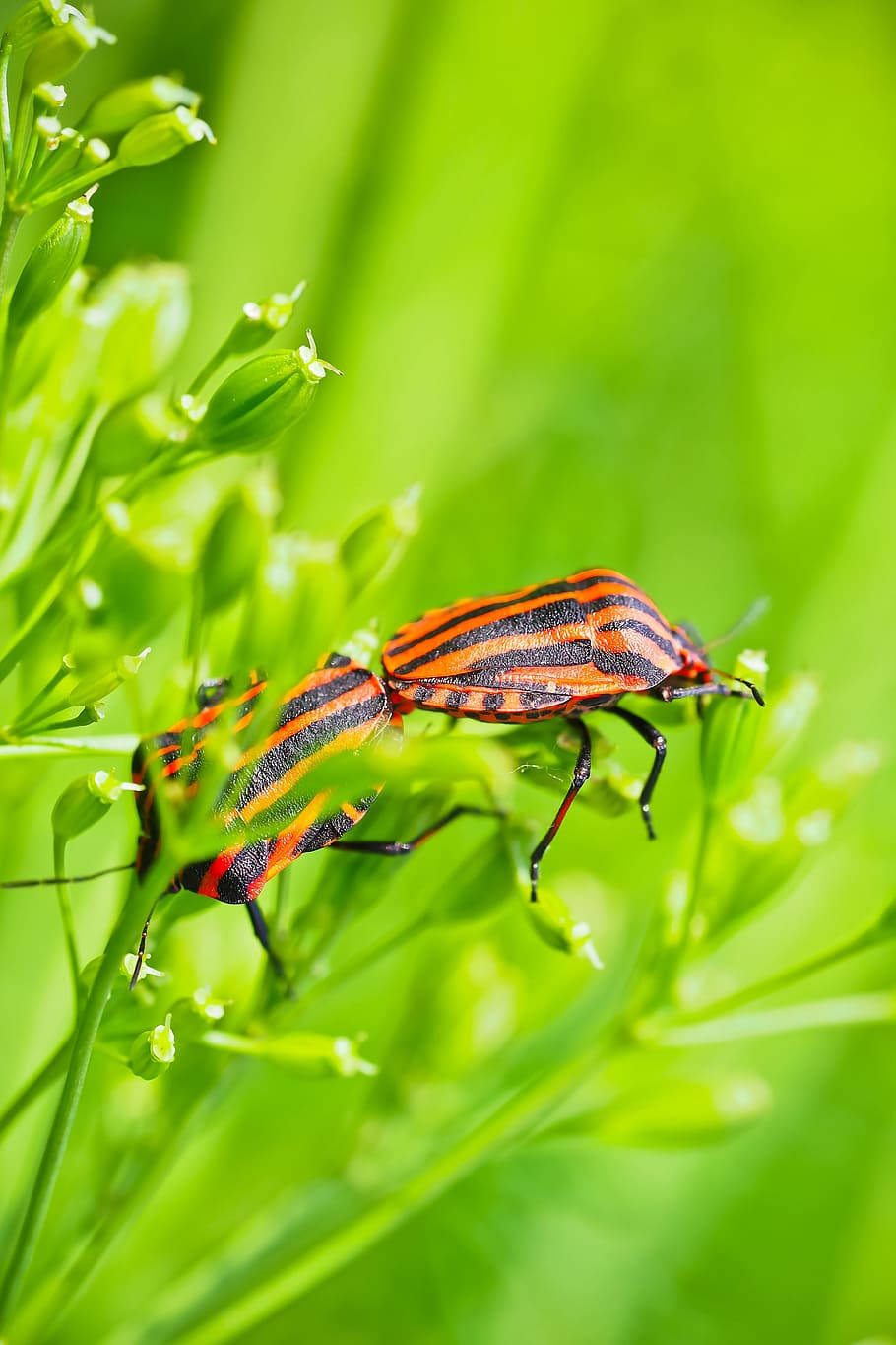 A Depiction Of A Harmful Beetle Amidst Shield Bugs Background