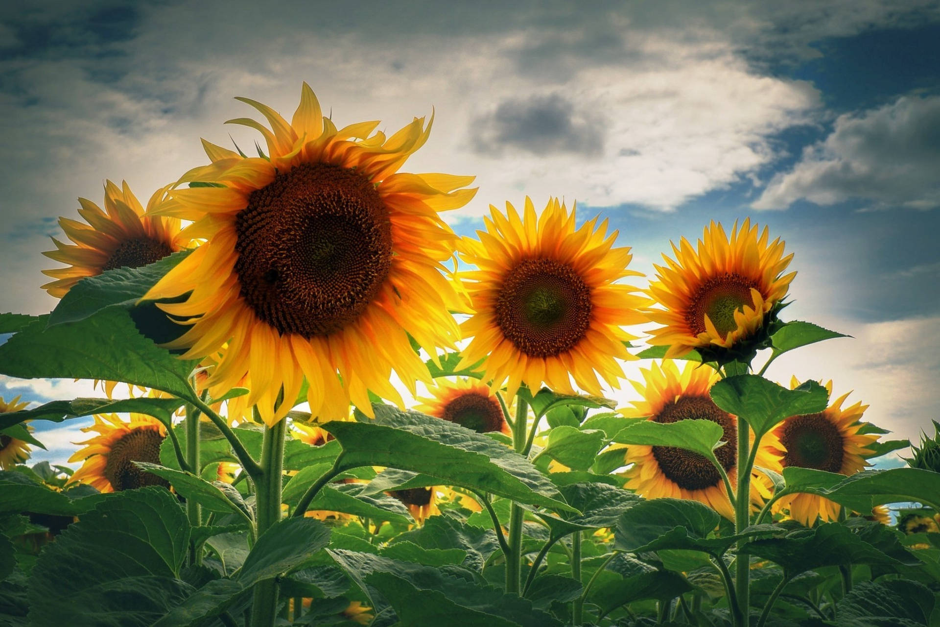 A Desktop Wallpaper Of A Beautiful Sunflower Background