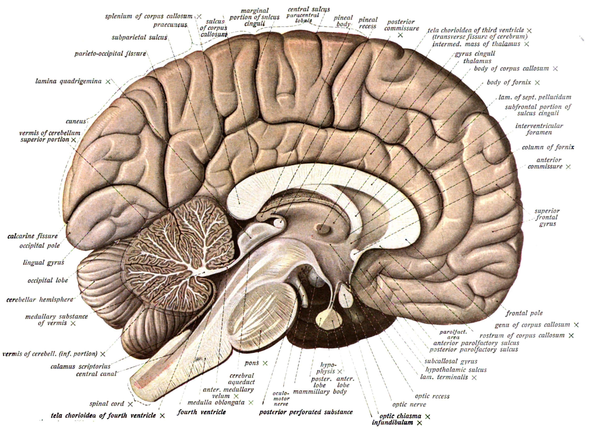 A Diagram Of The Brain With Labels Background