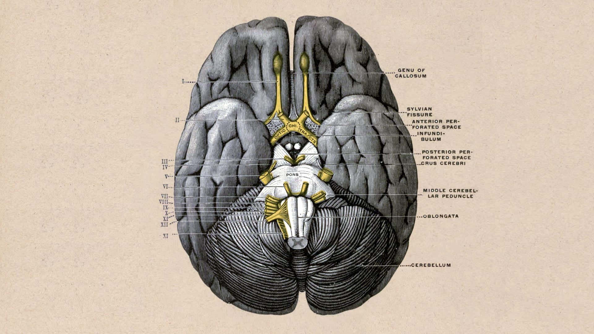 A Diagram Of The Brain With The Labeled Parts Background