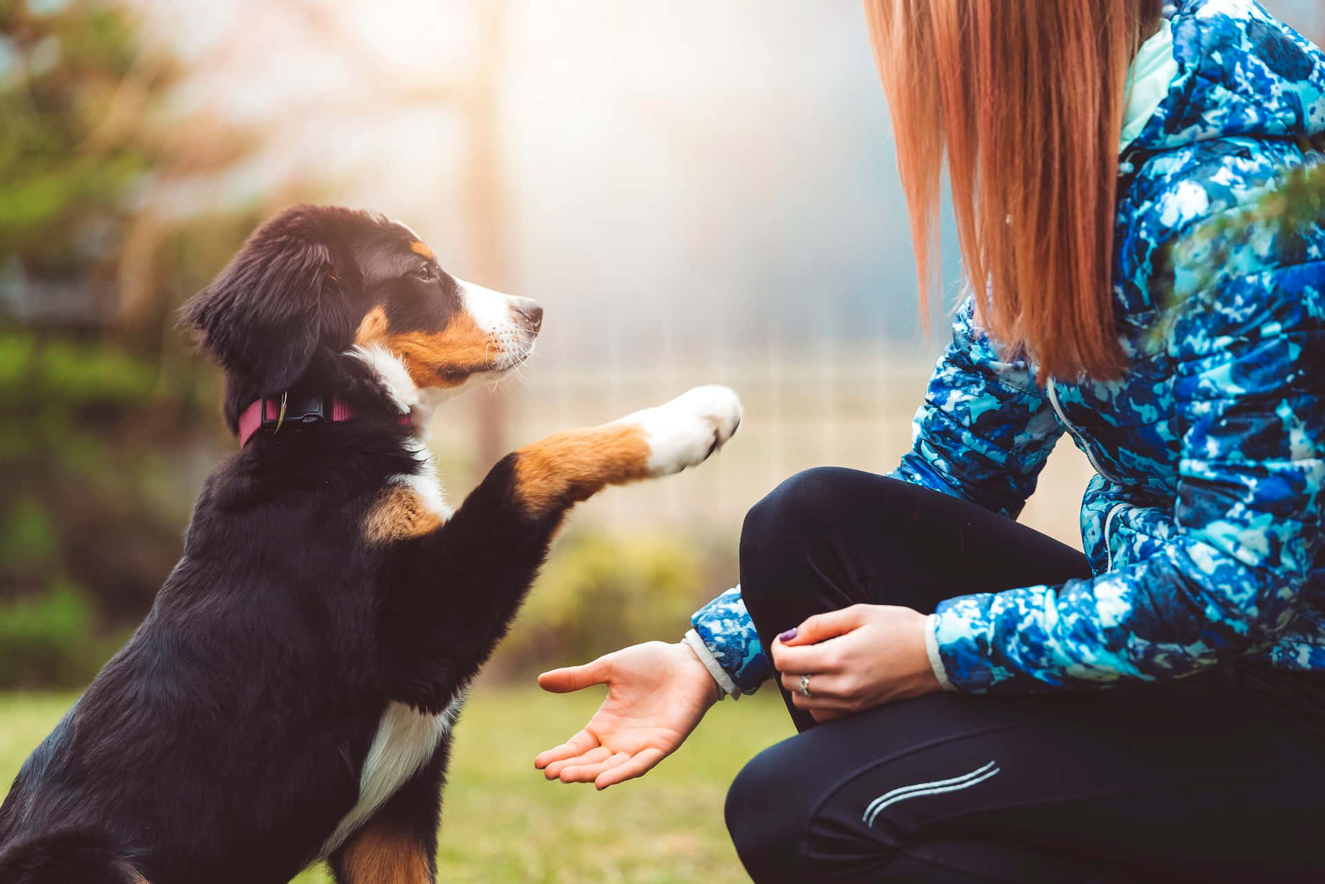 A Diligent Dog Receiving Professional Training Background