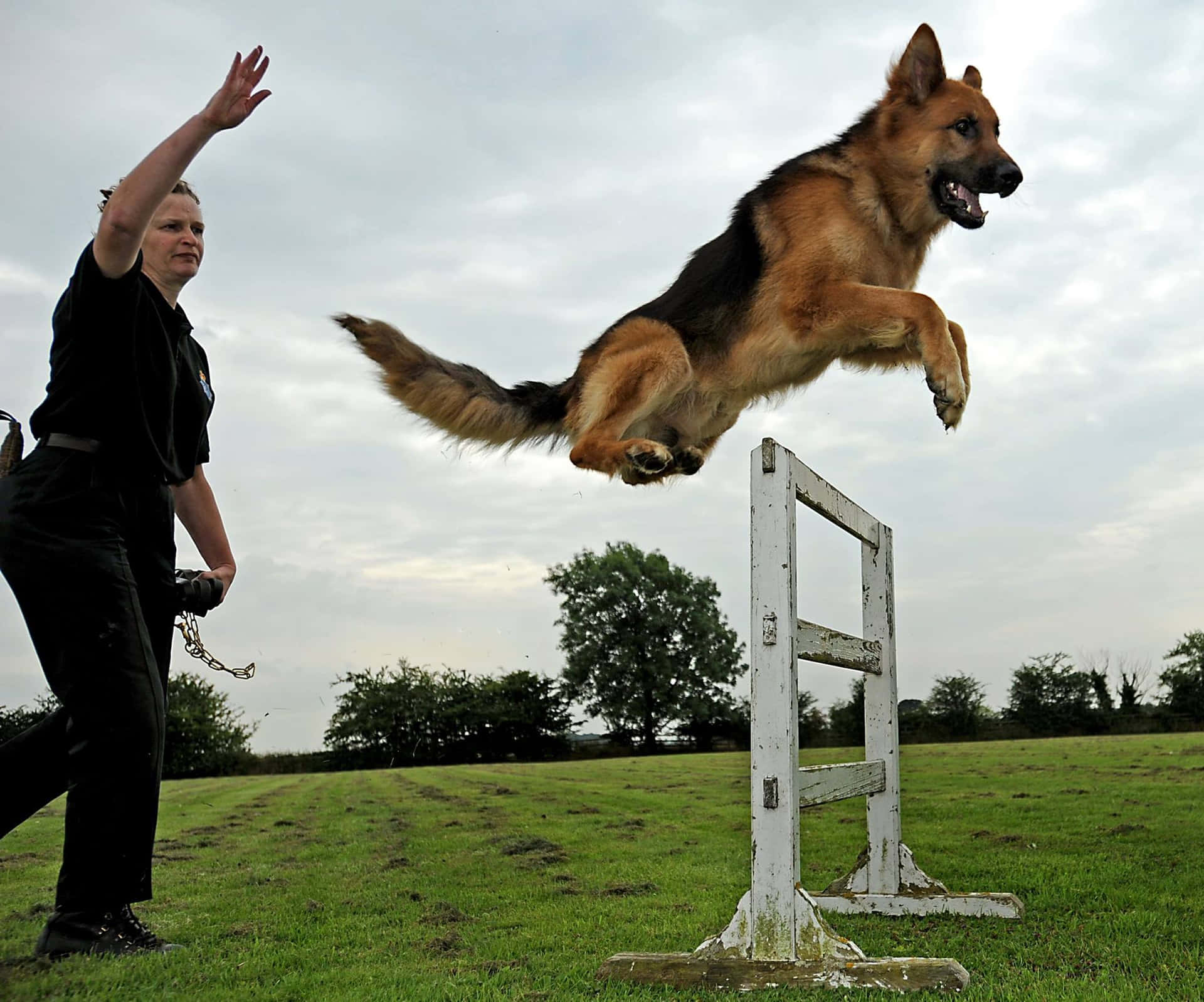 A Diligent Dog Trainer Teaching Commands To A Labrador Retriever In A Park. Background