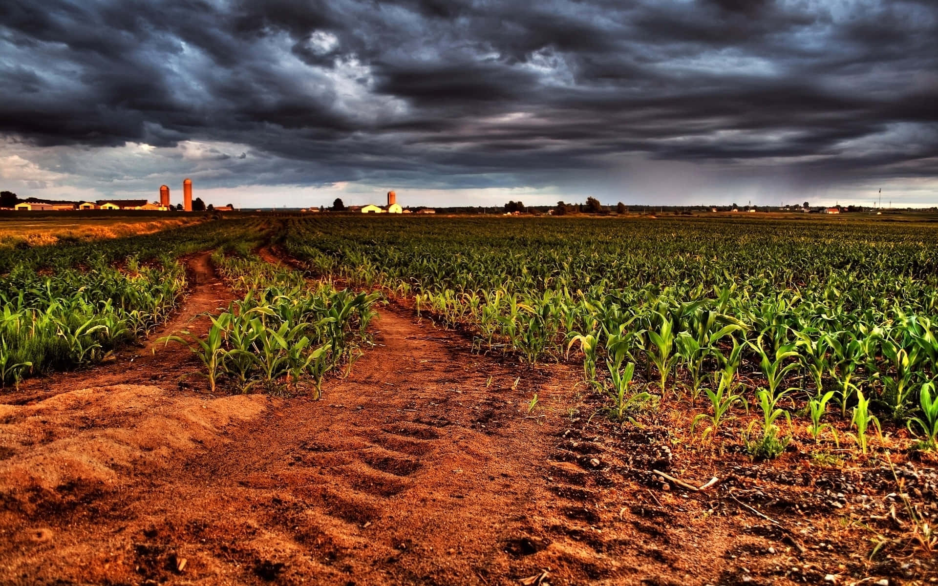 A Dirt Road In A Corn Field Background