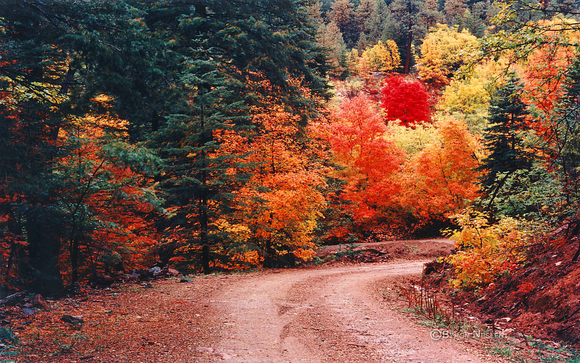 A Dirt Road In The Forest Background