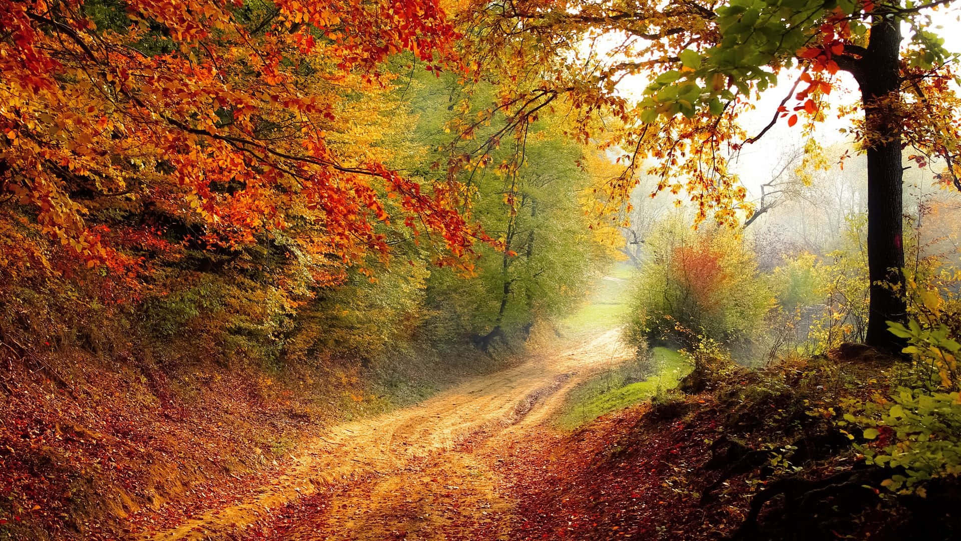 A Dirt Road In The Forest With Autumn Leaves Background