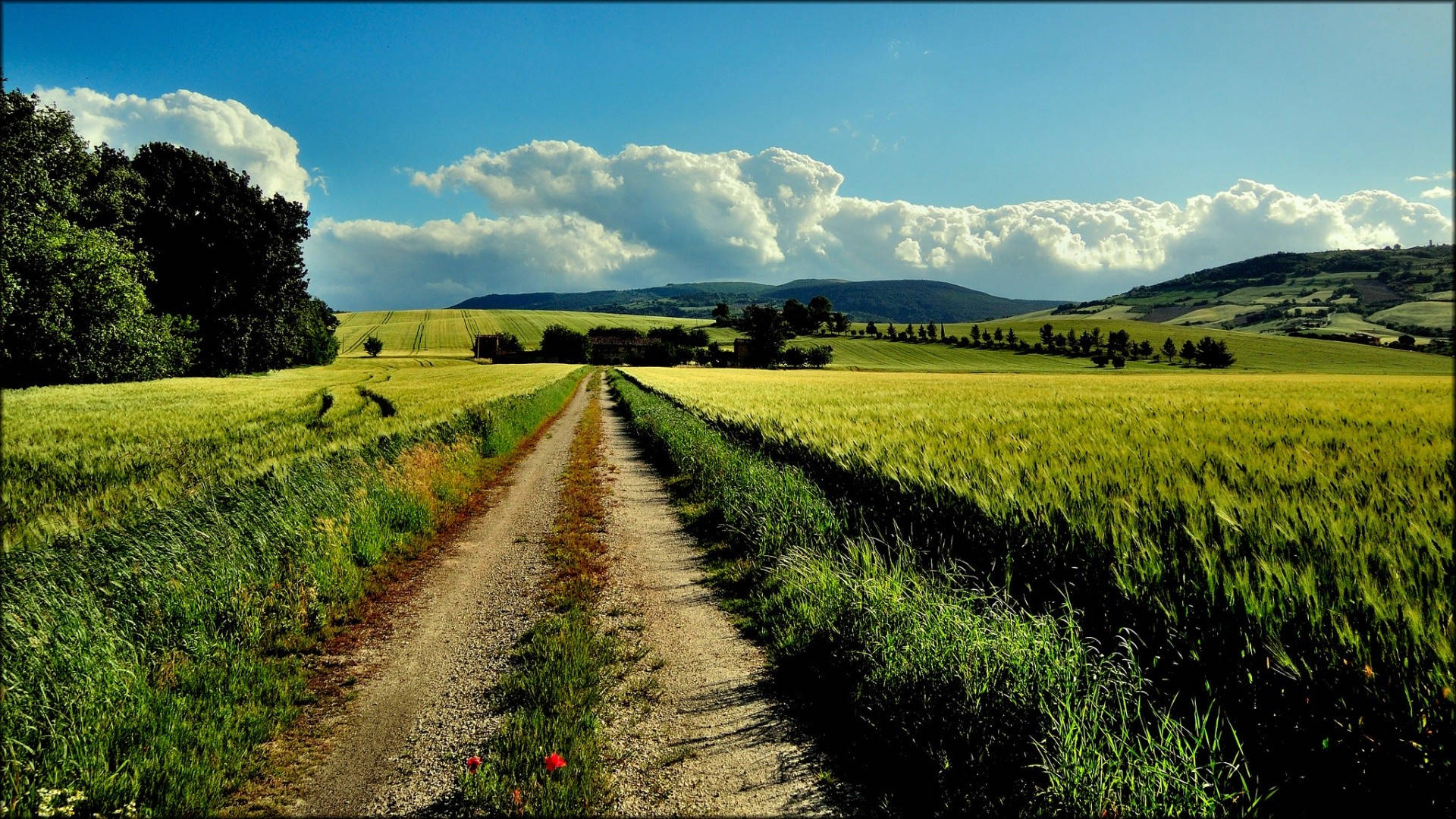 A Dirt Road Leading To A Field Of Wheat Background