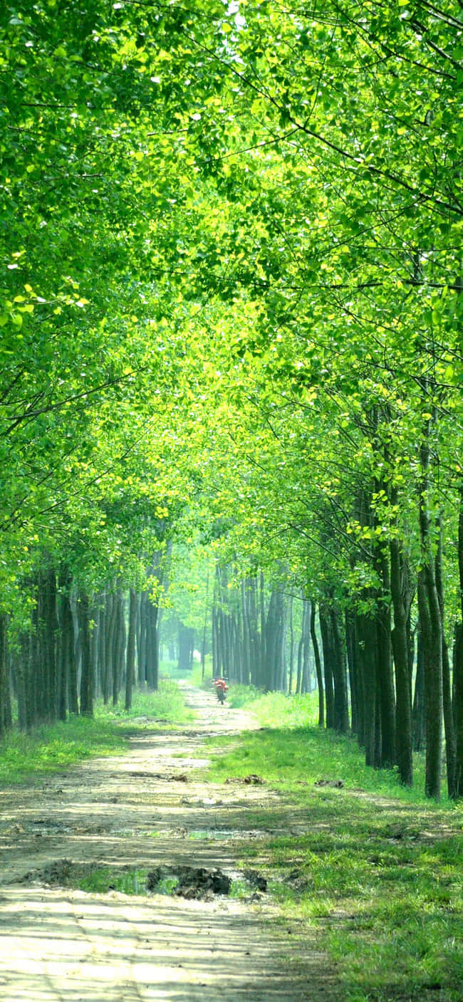 A Dirt Road Lined With Trees Background