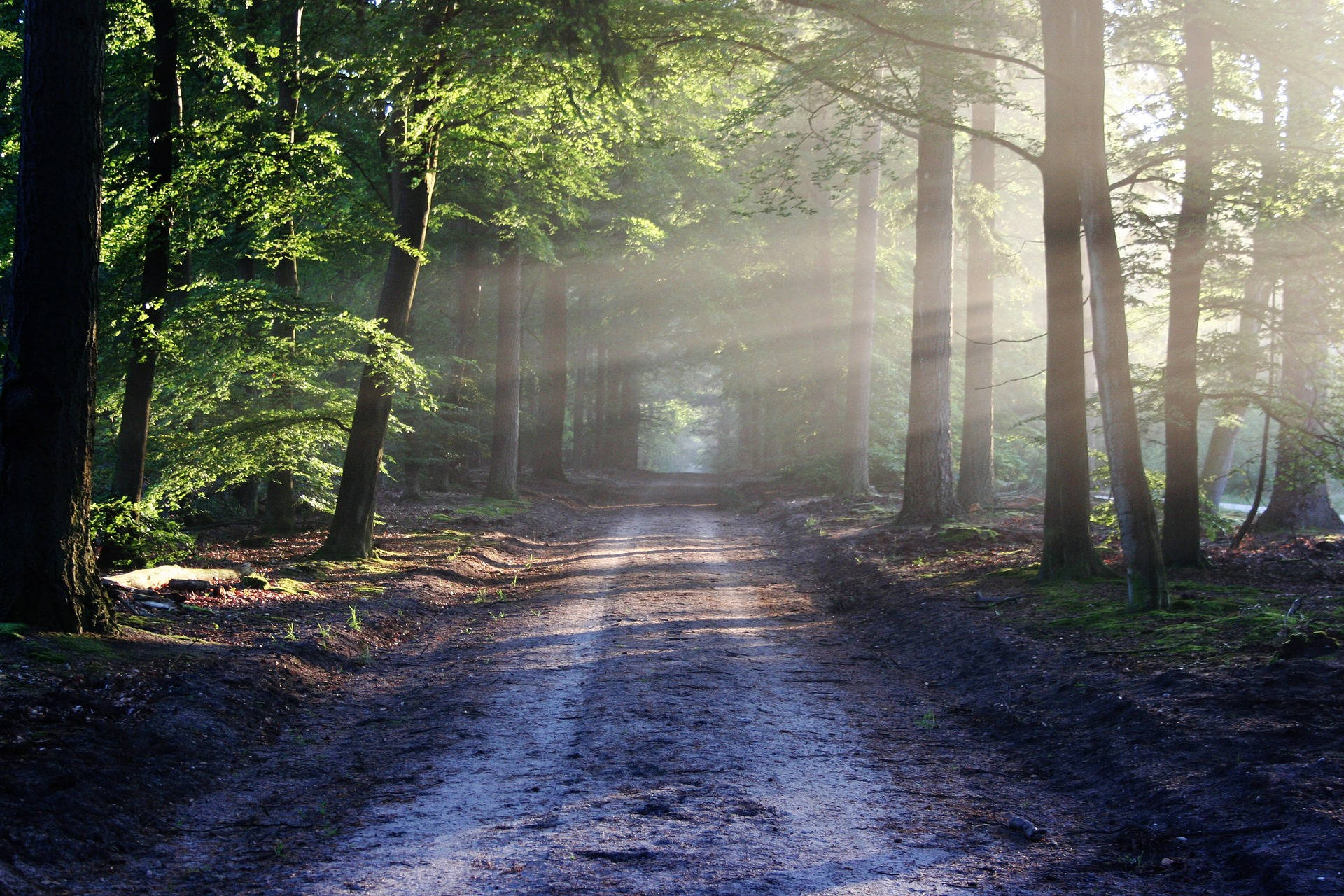 A Dirty Road Through The Woods Background