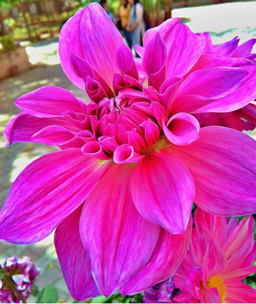 A Display Of Vibrant Pink Dahlias Background