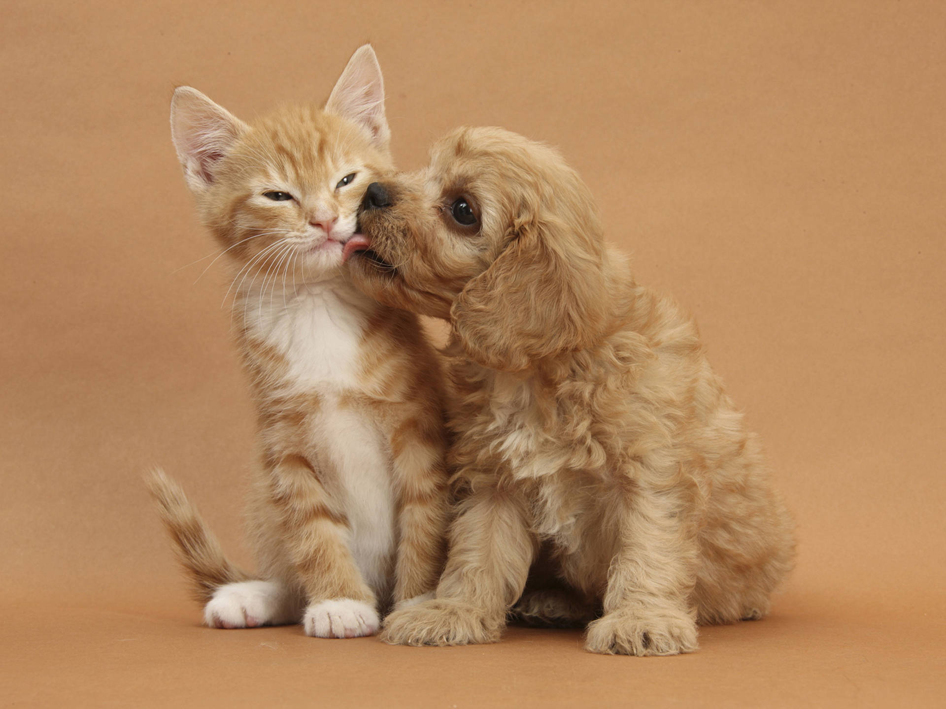 A Dog And Cat Sharing A Sweet Moment Background