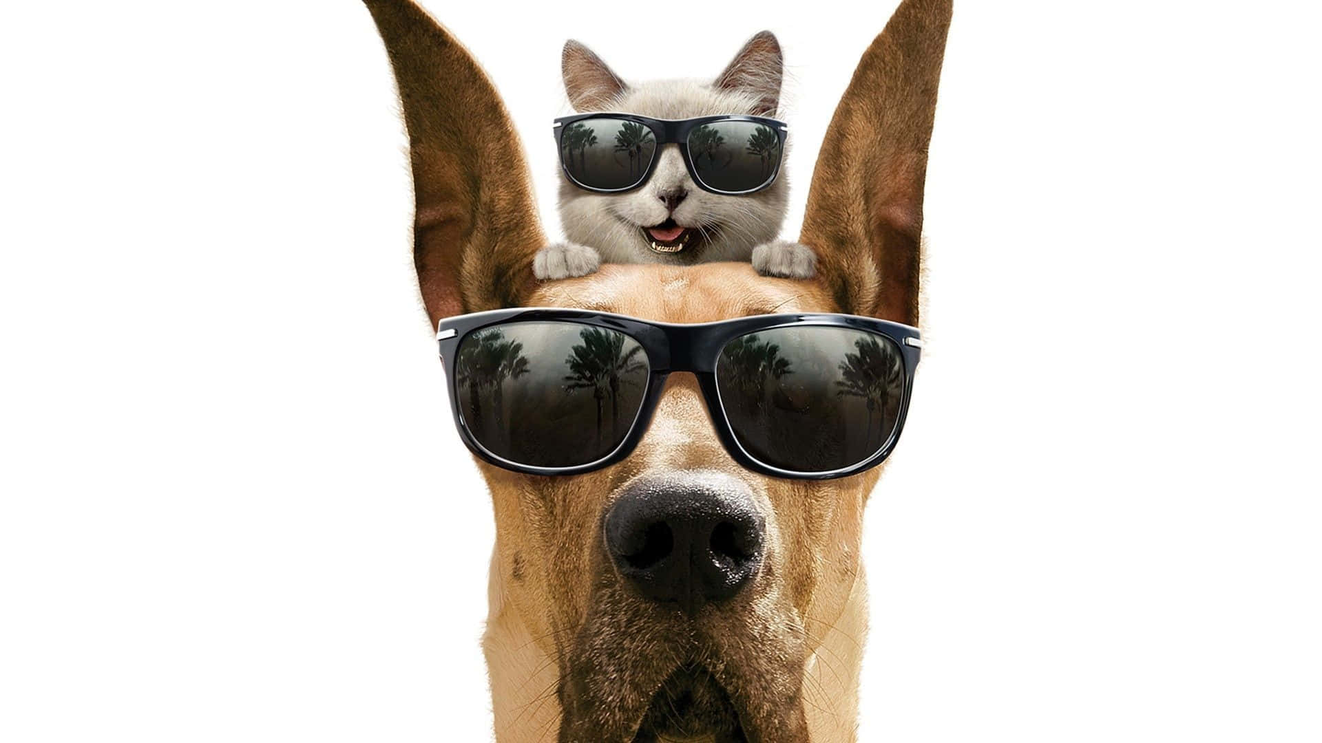 A Dog And Cat Wearing Sunglasses On Their Heads Background