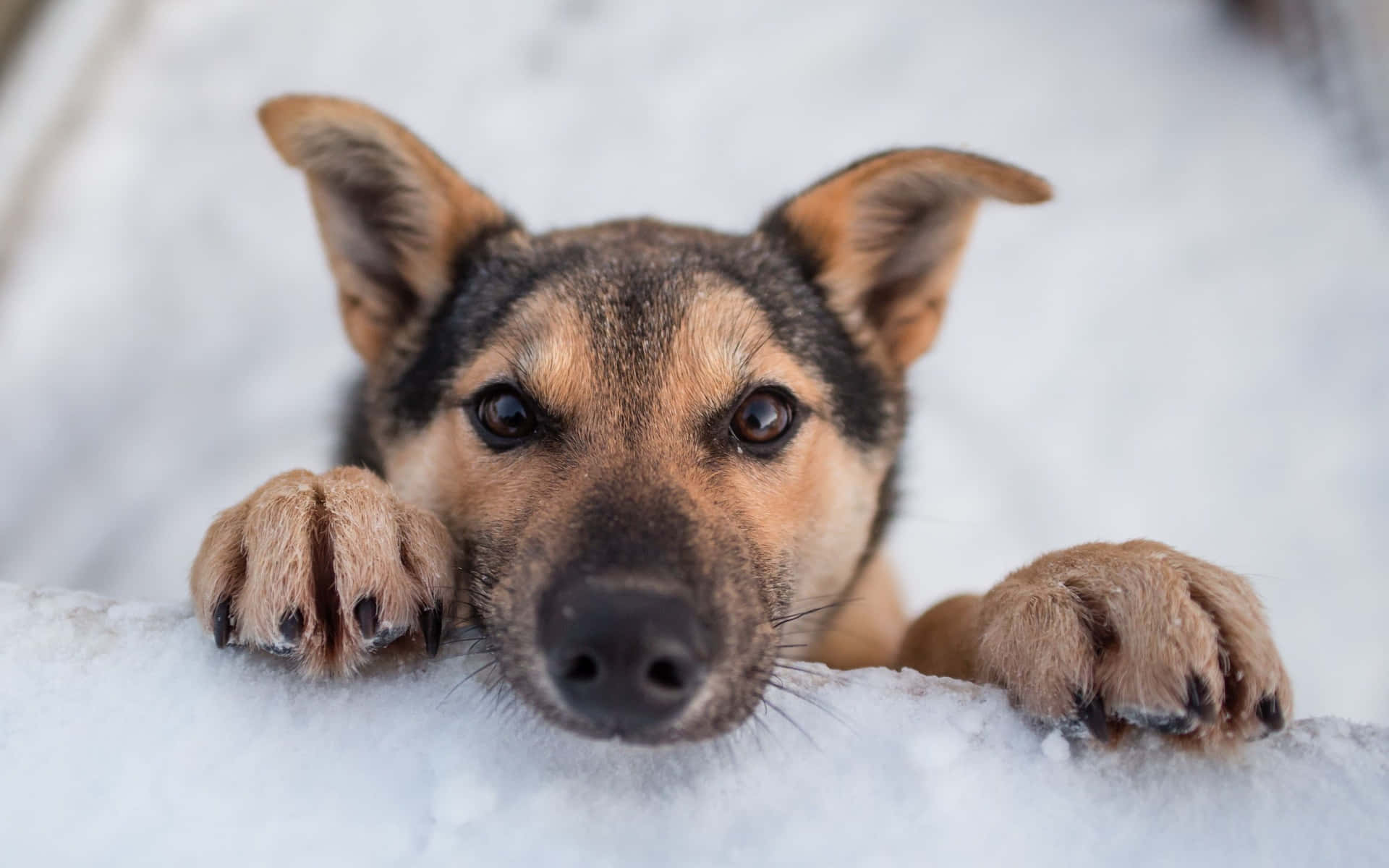 A Dog Enjoying A Snowy Winter Day
