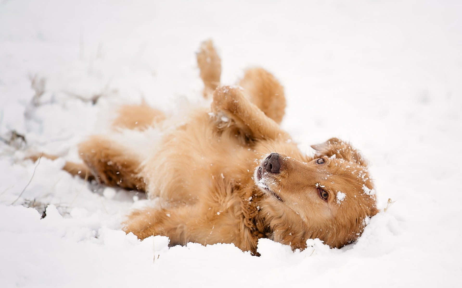 A Dog In A Snowy, Wintery Setting Surrounded By Blooming Trees And Snow-capped Mountains. Background