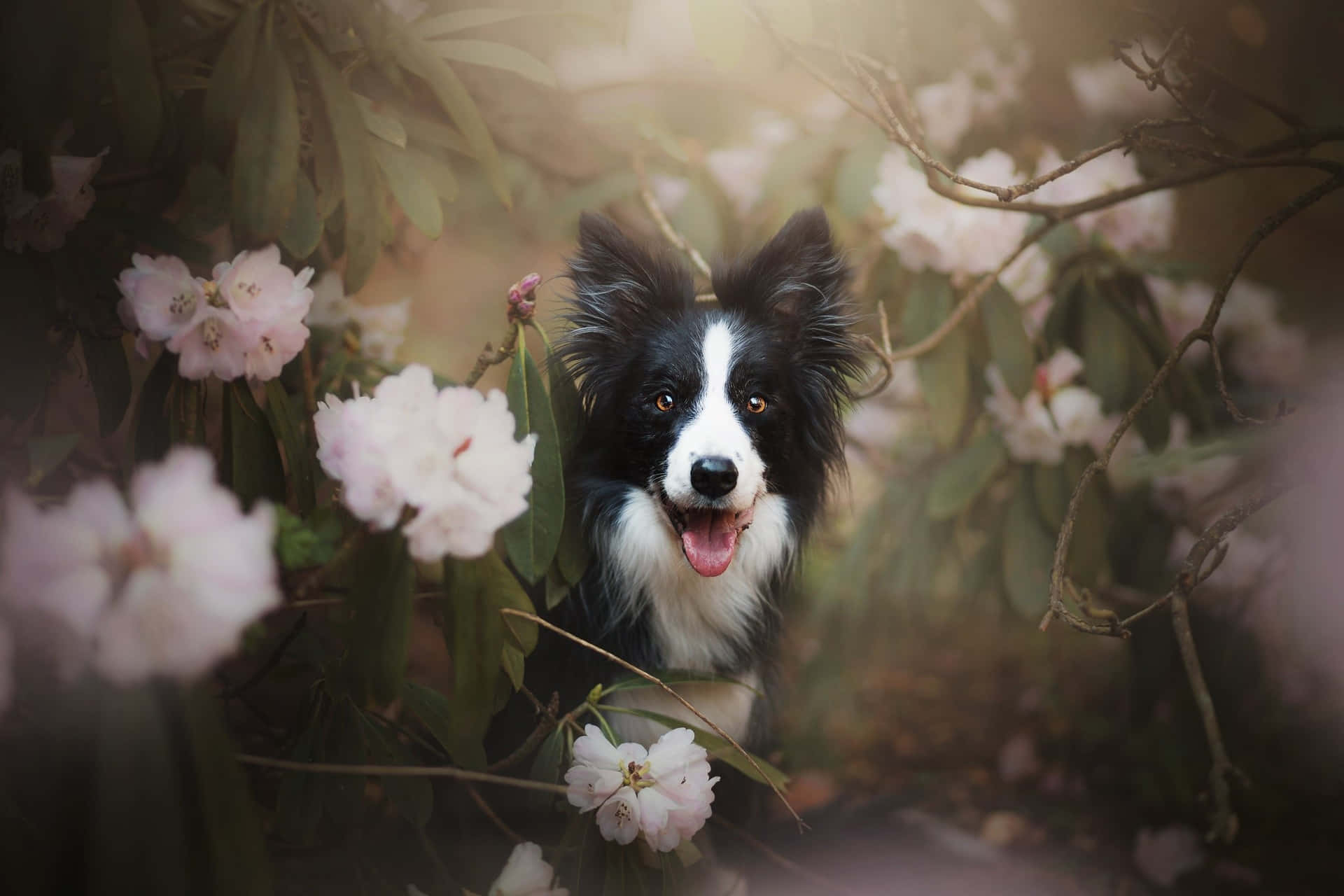 A Dog Is In The Flowers Background