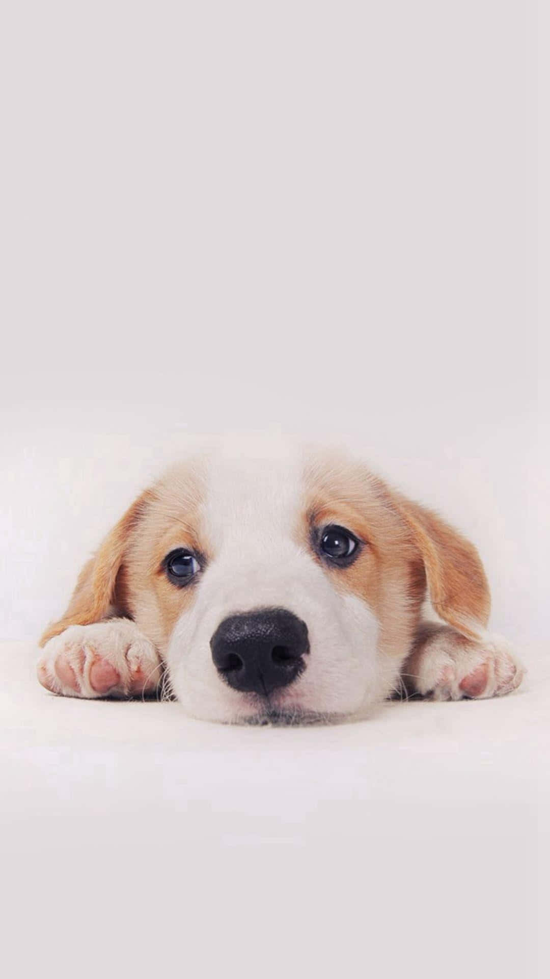 A Dog Is Laying Down On A White Background