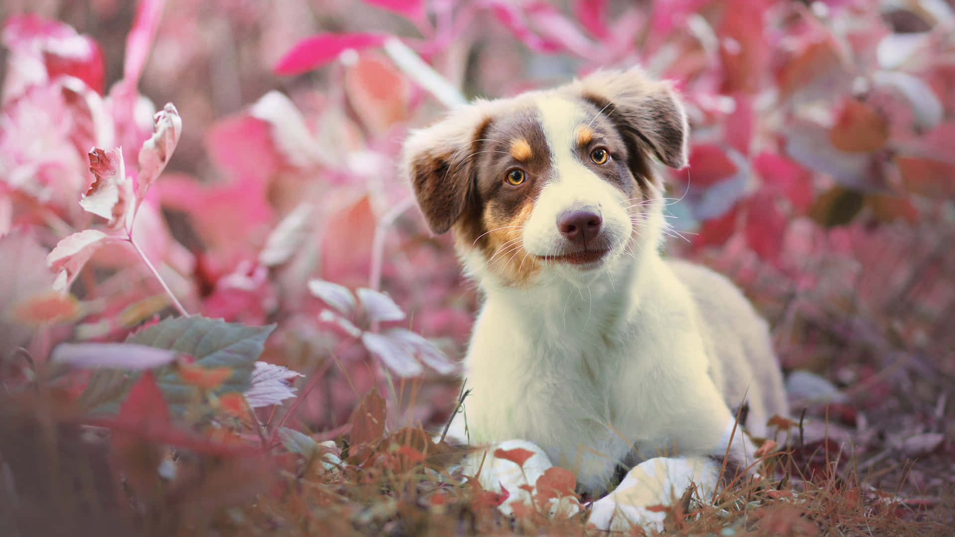 A Dog Is Laying In The Grass