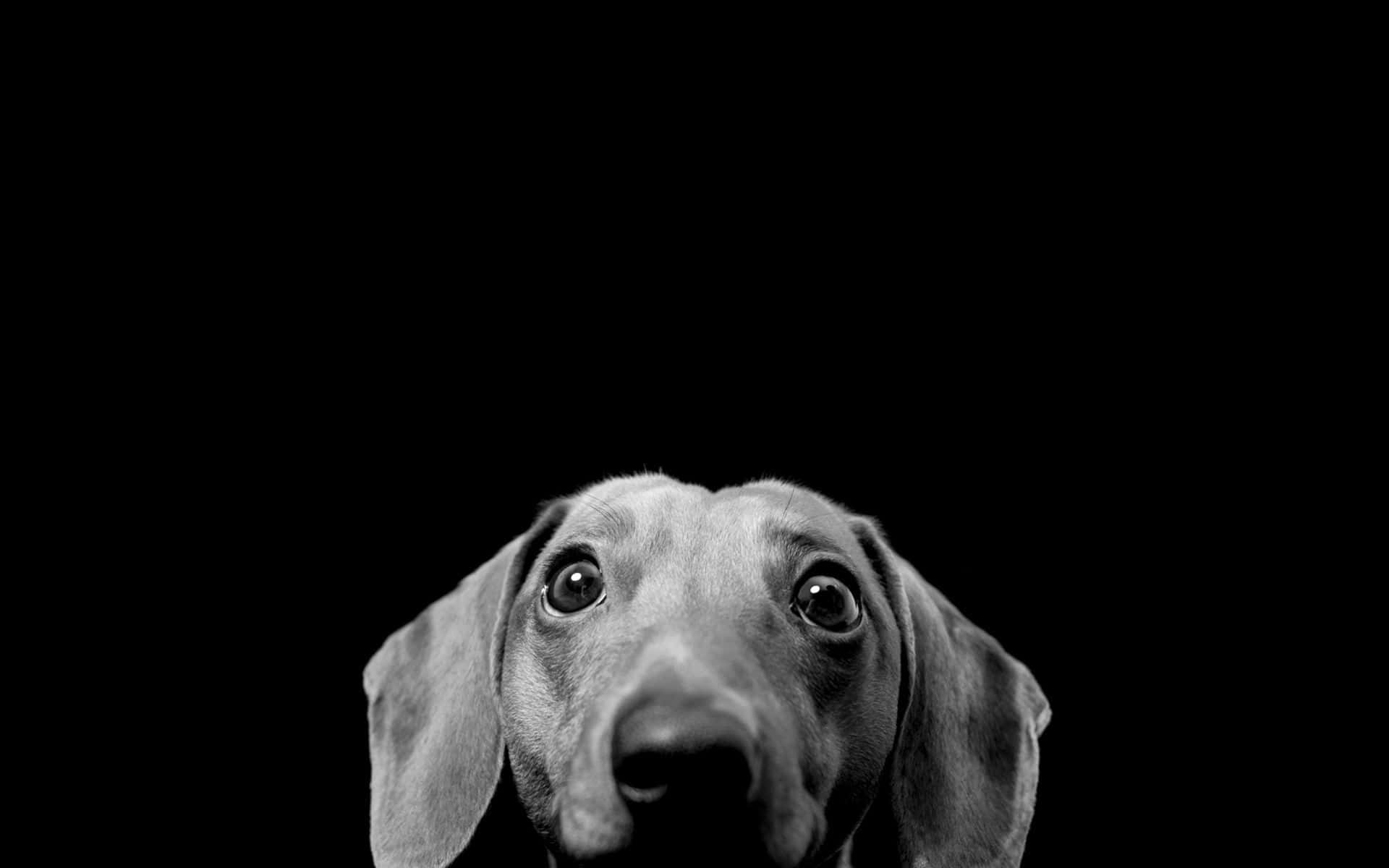 A Dog Is Looking At The Camera In Black And White