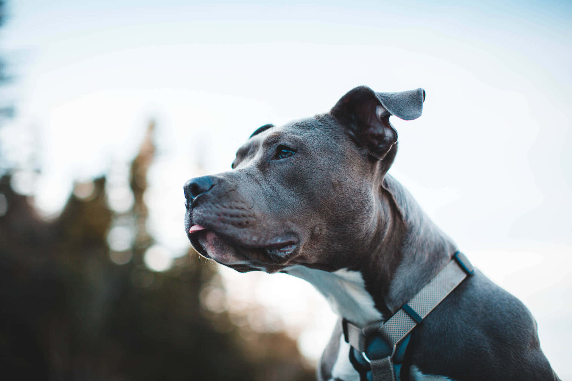 A Dog Is Looking Up At The Sky Background