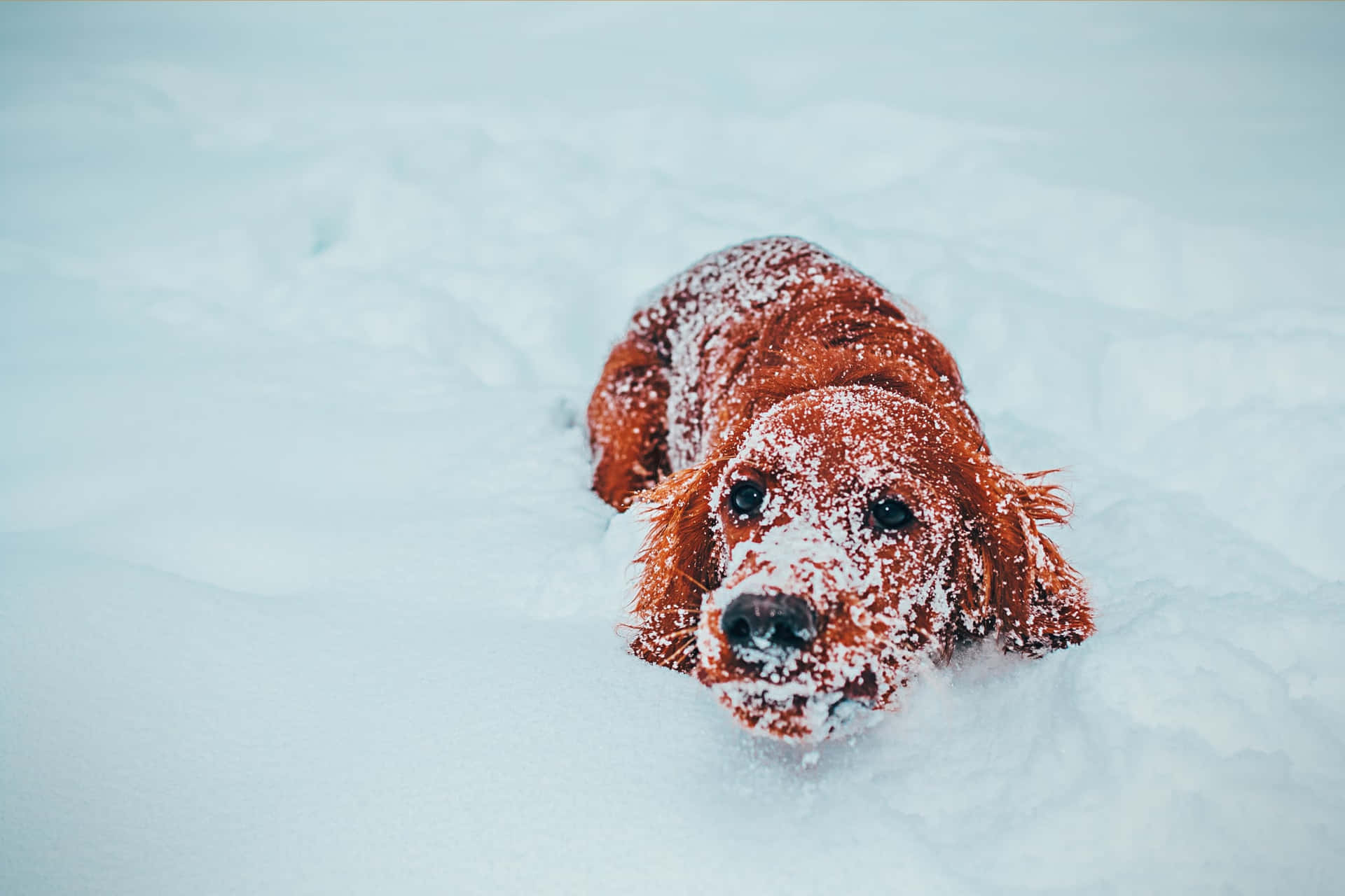 A Dog Is Playing In The Snow Background
