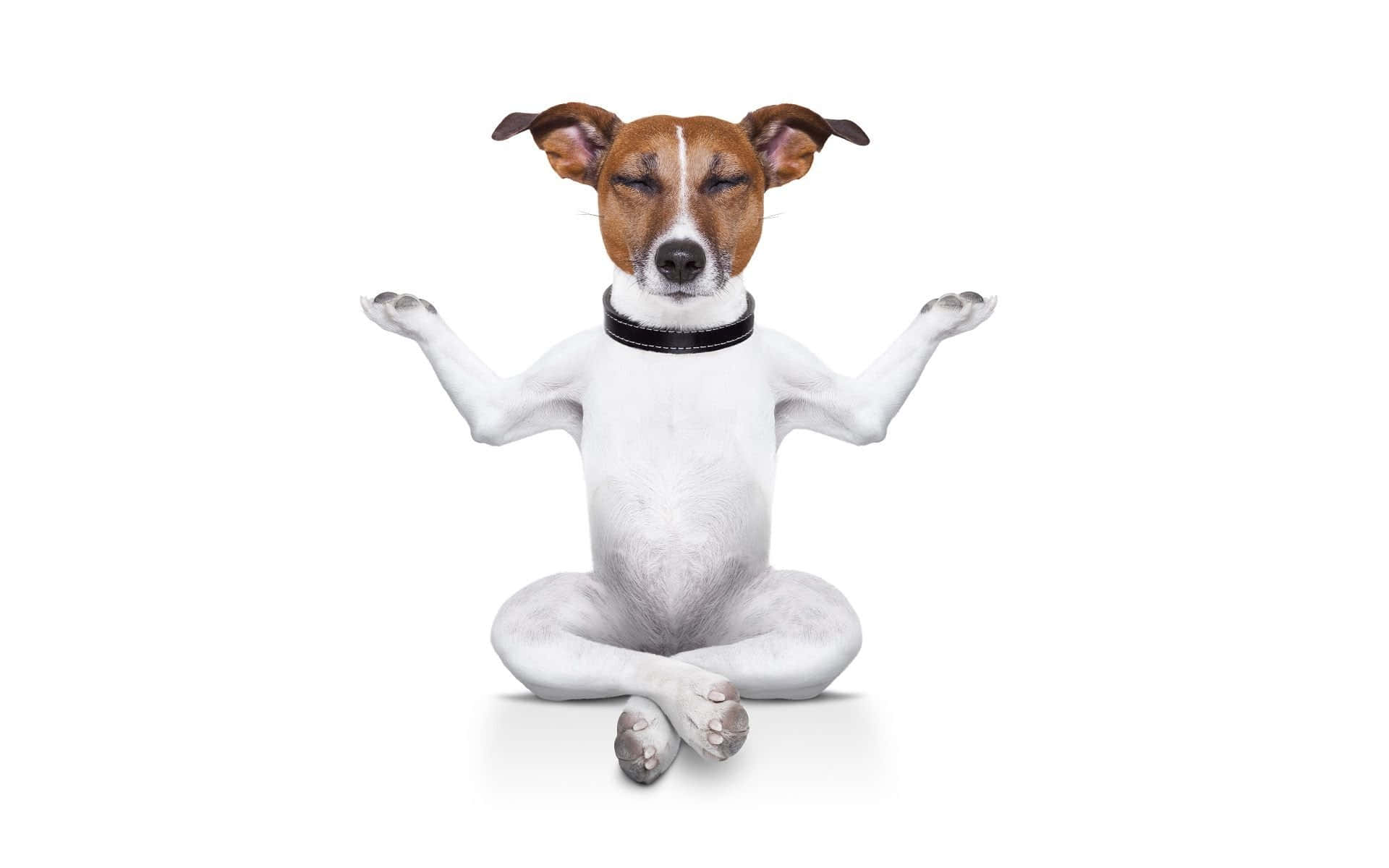 A Dog Is Sitting In A Yoga Pose