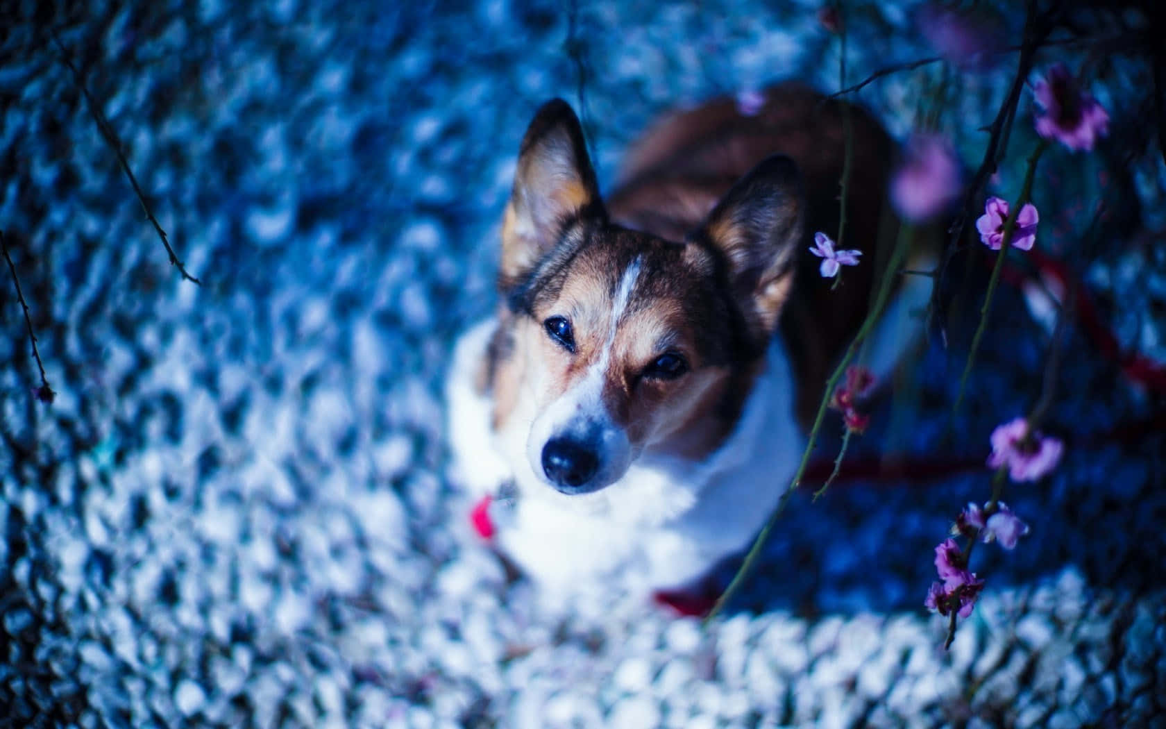 A Dog Is Sitting On A Gravel Path With Flowers Background