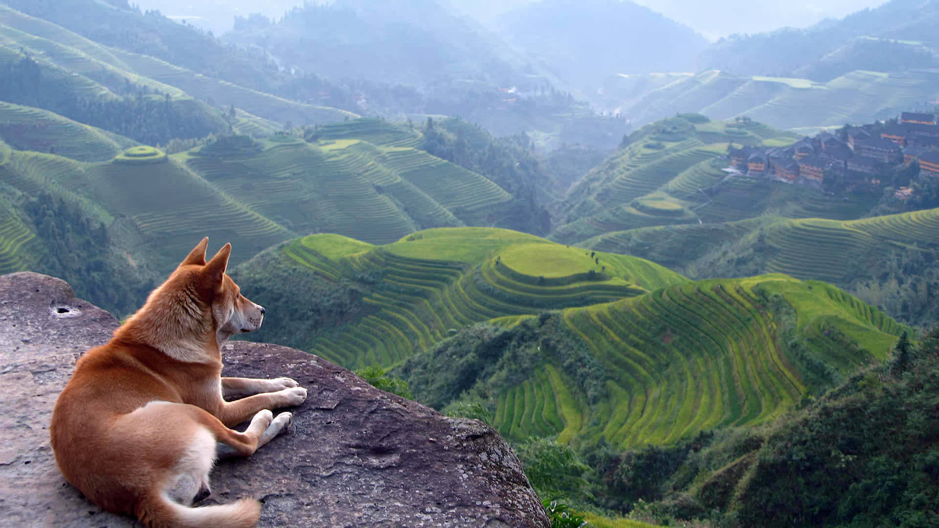 A Dog Is Sitting On A Rock Overlooking A Valley Background