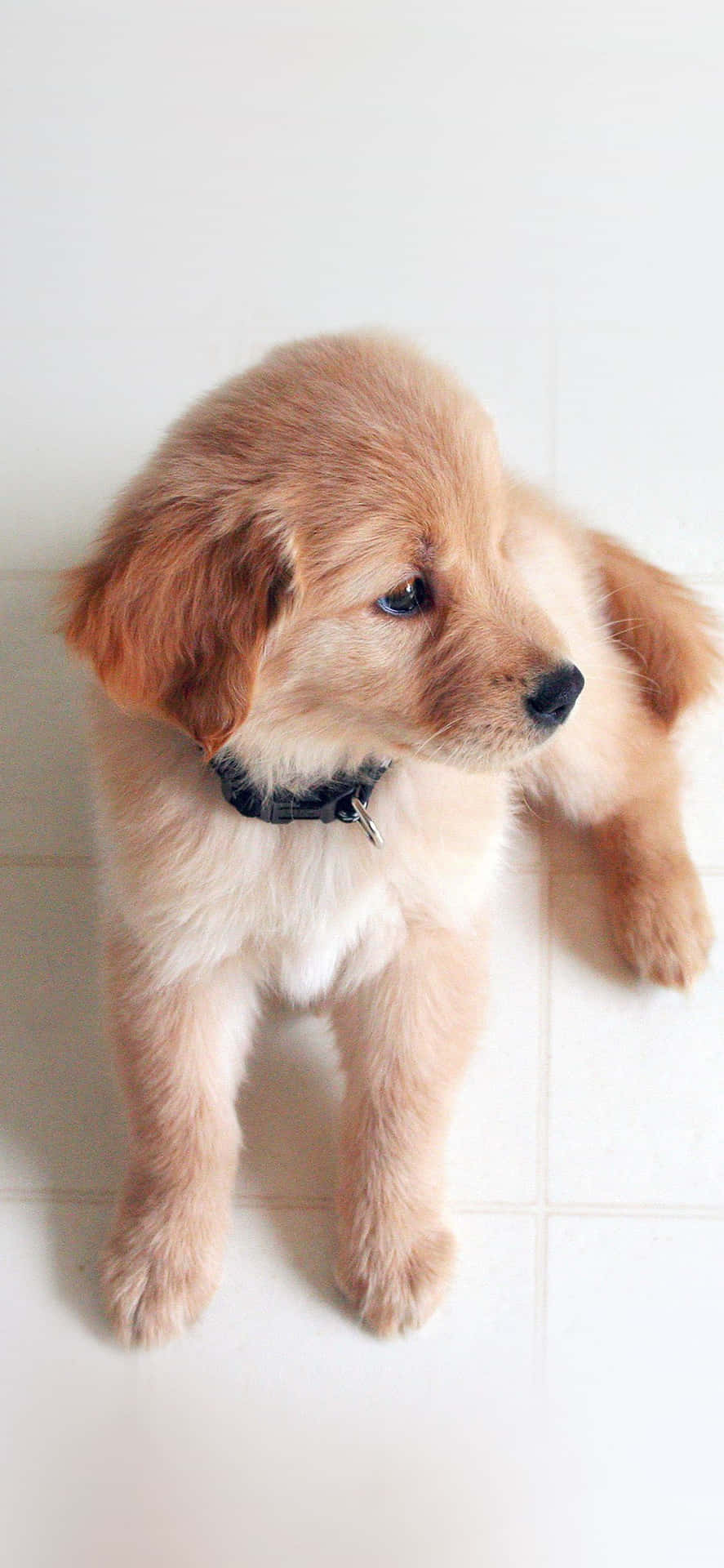 A Dog Is Sitting On A Tile Floor