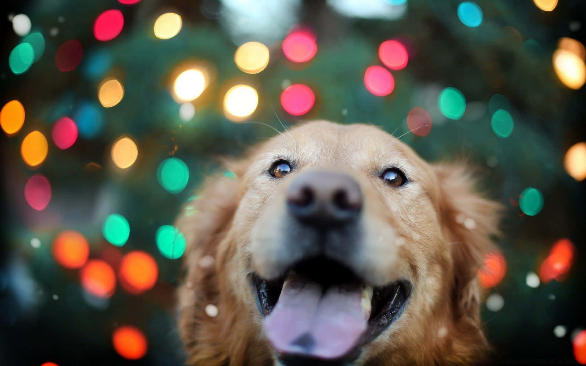 A Dog Is Standing In Front Of A Christmas Tree Background