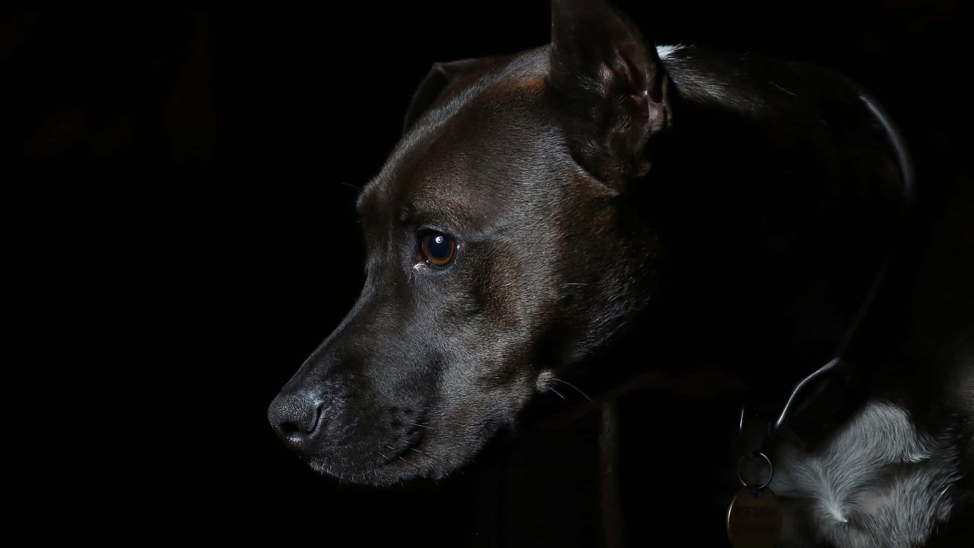 A Dog Is Standing In The Dark