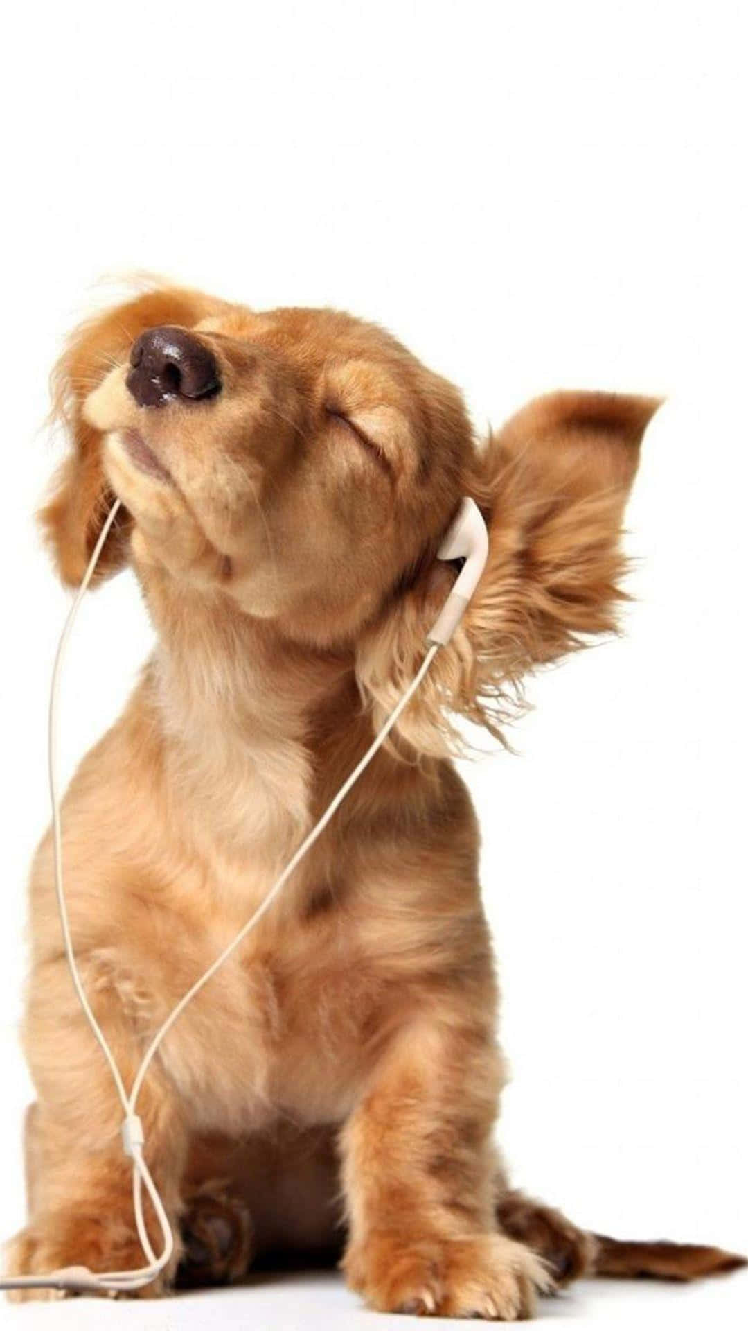 A Dog Listening To Music With Headphones Background