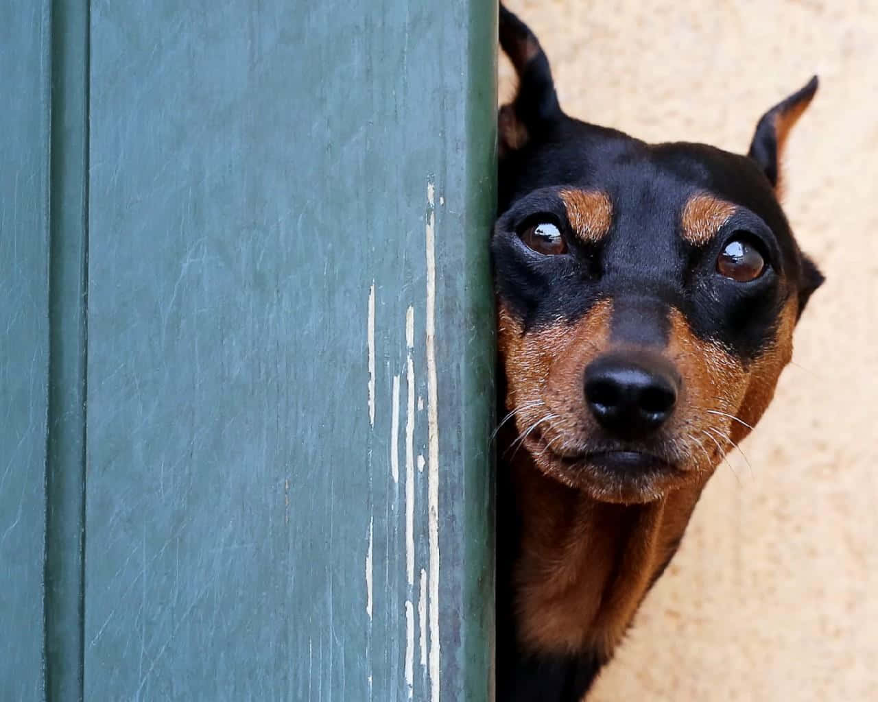 A Dog Peeking Out Of A Door Background